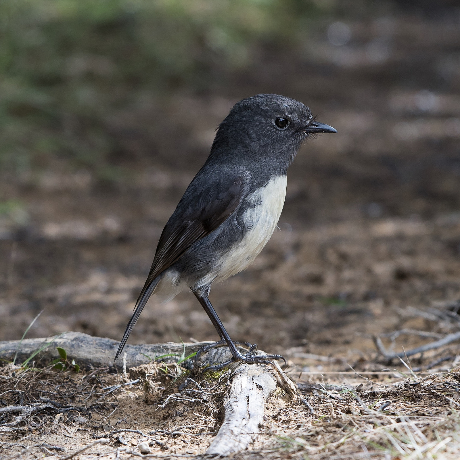 Nikon D500 sample photo. Si robin / toutouwai adult ♂ photography
