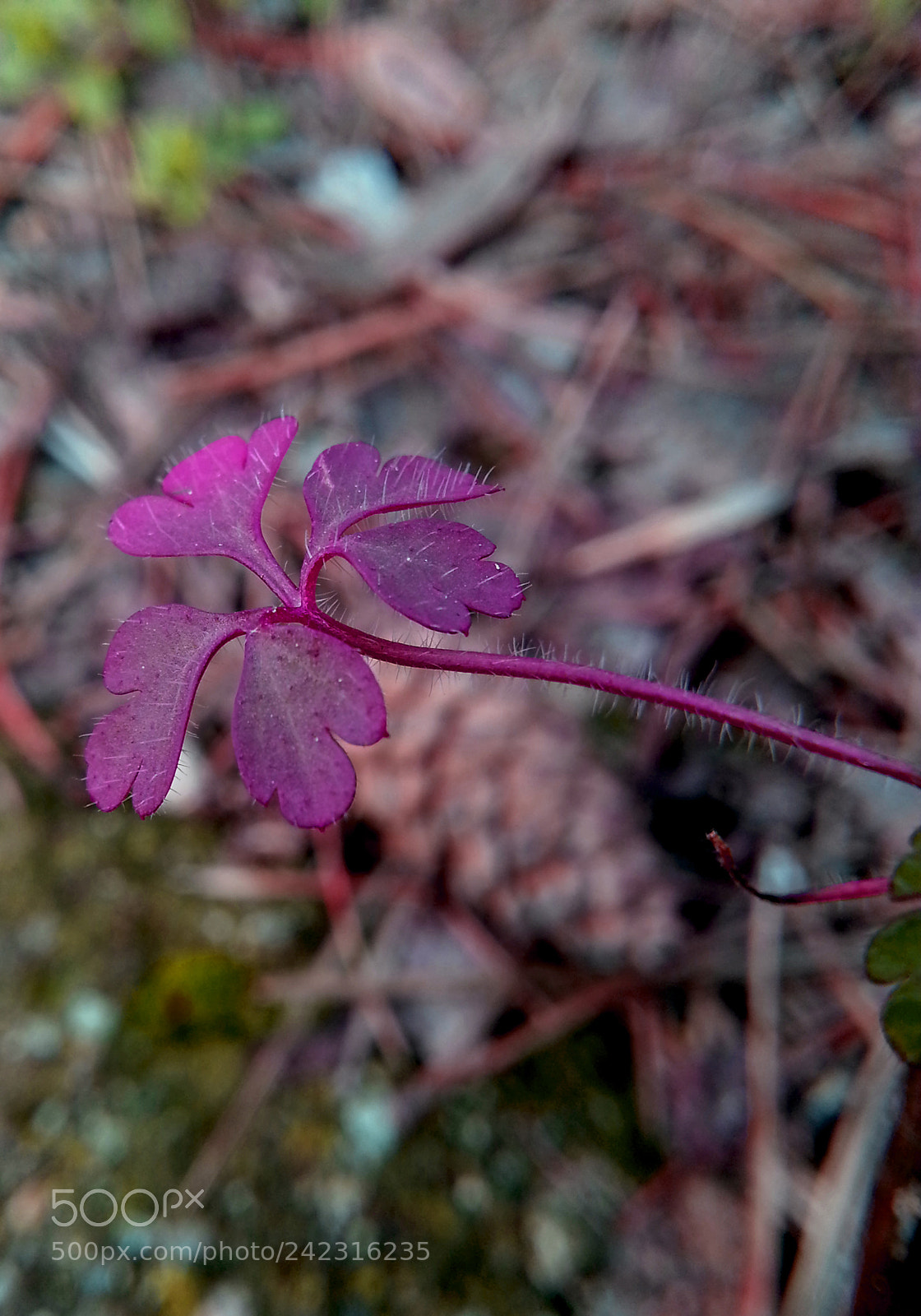 Samsung Galaxy Note2 sample photo. Leaf photography