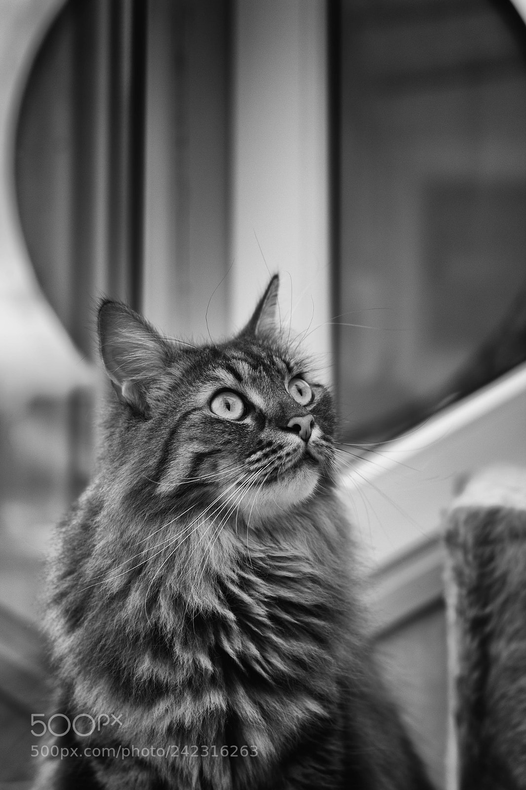Canon EOS 60D sample photo. Fenster photography