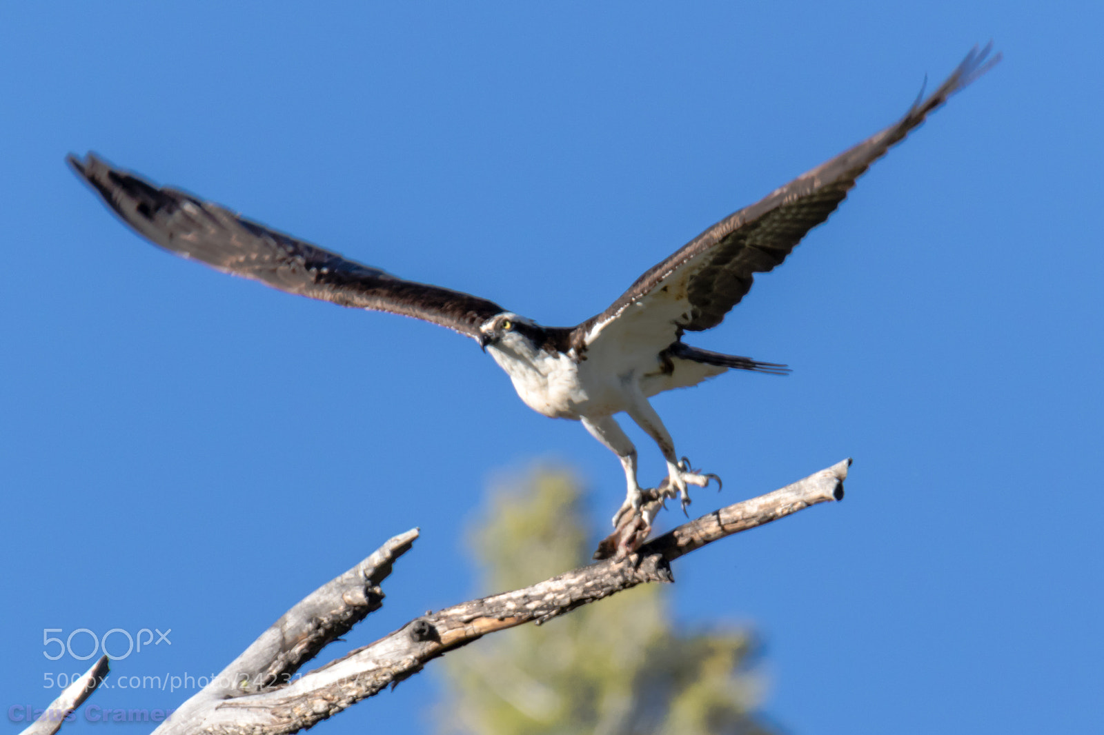 Canon EOS 7D Mark II sample photo. Osprey with prey photography