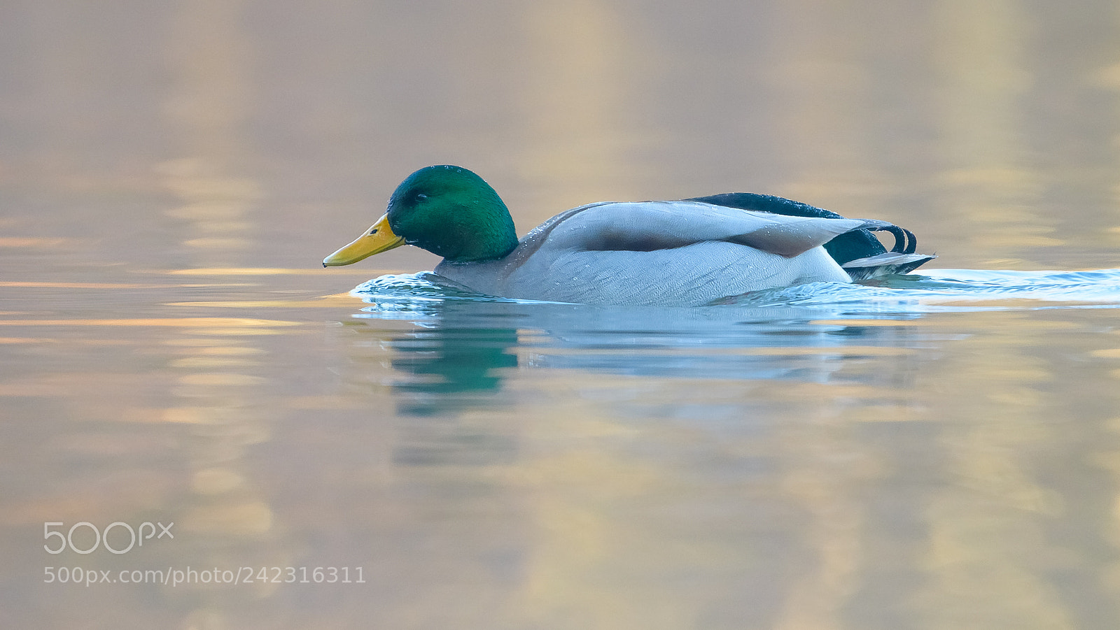 Nikon D500 sample photo. Morning mallard photography