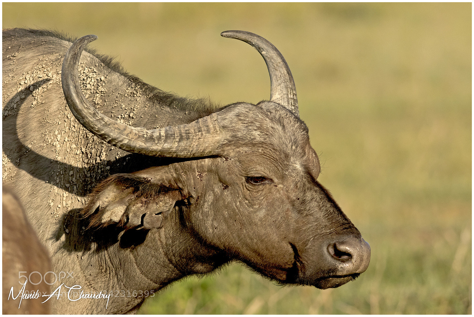 Canon EOS 7D Mark II sample photo. The female bovine! photography