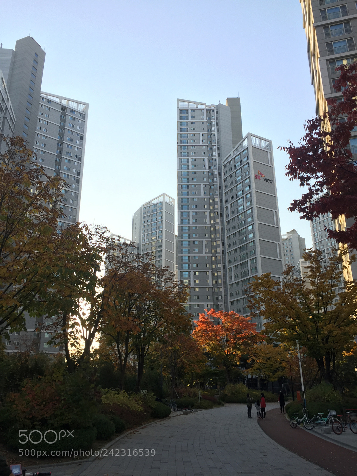 Apple iPhone 6 Plus sample photo. Red tree in gray photography