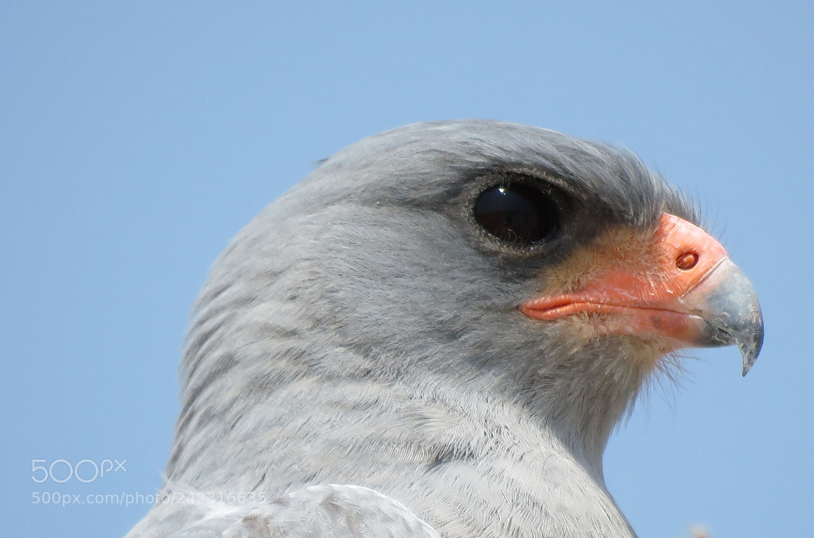 Canon PowerShot SX60 HS sample photo. Pale chanting goshawk photography