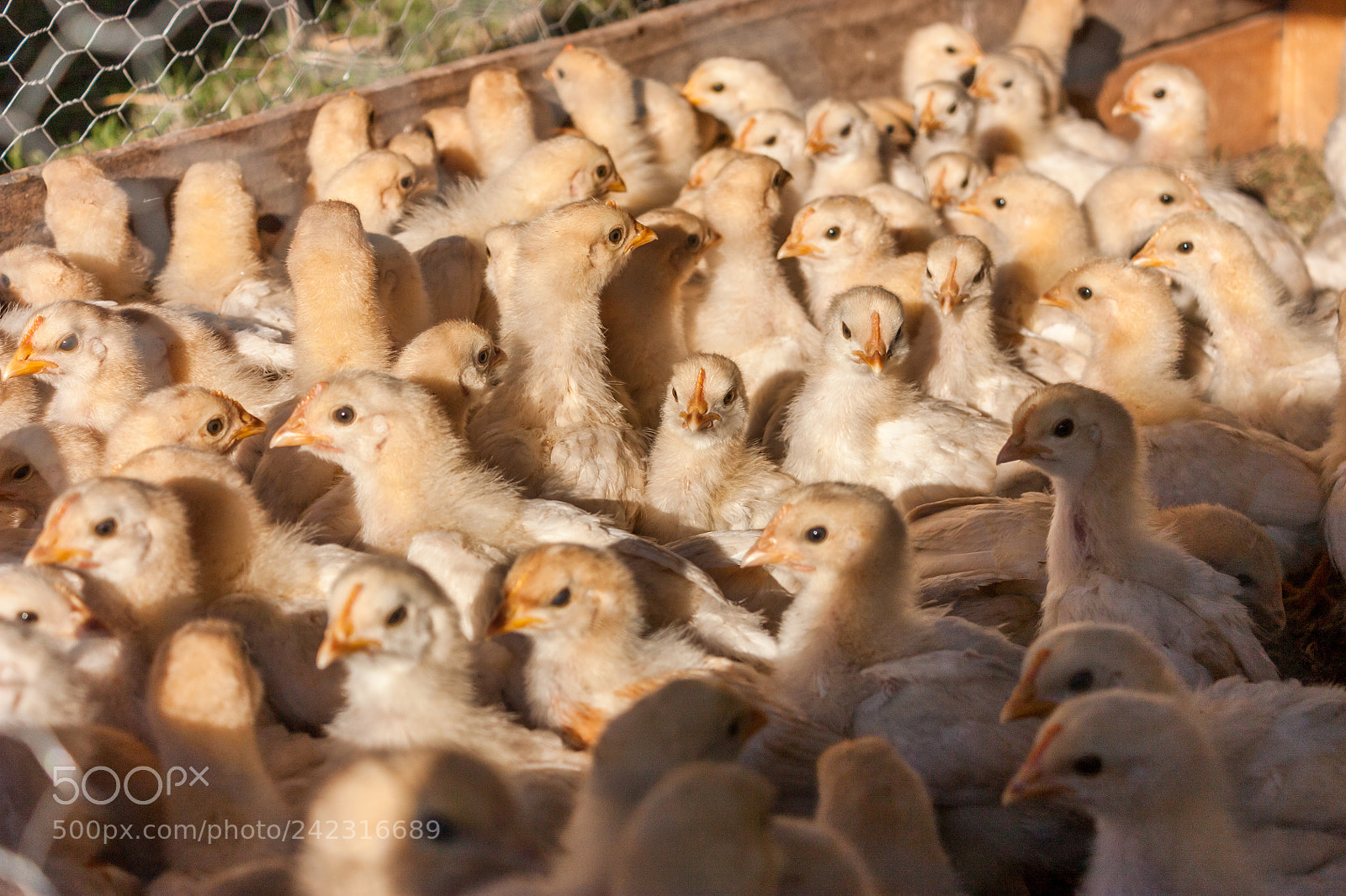 Canon EOS 450D (EOS Rebel XSi / EOS Kiss X2) sample photo. Baby chickens photography