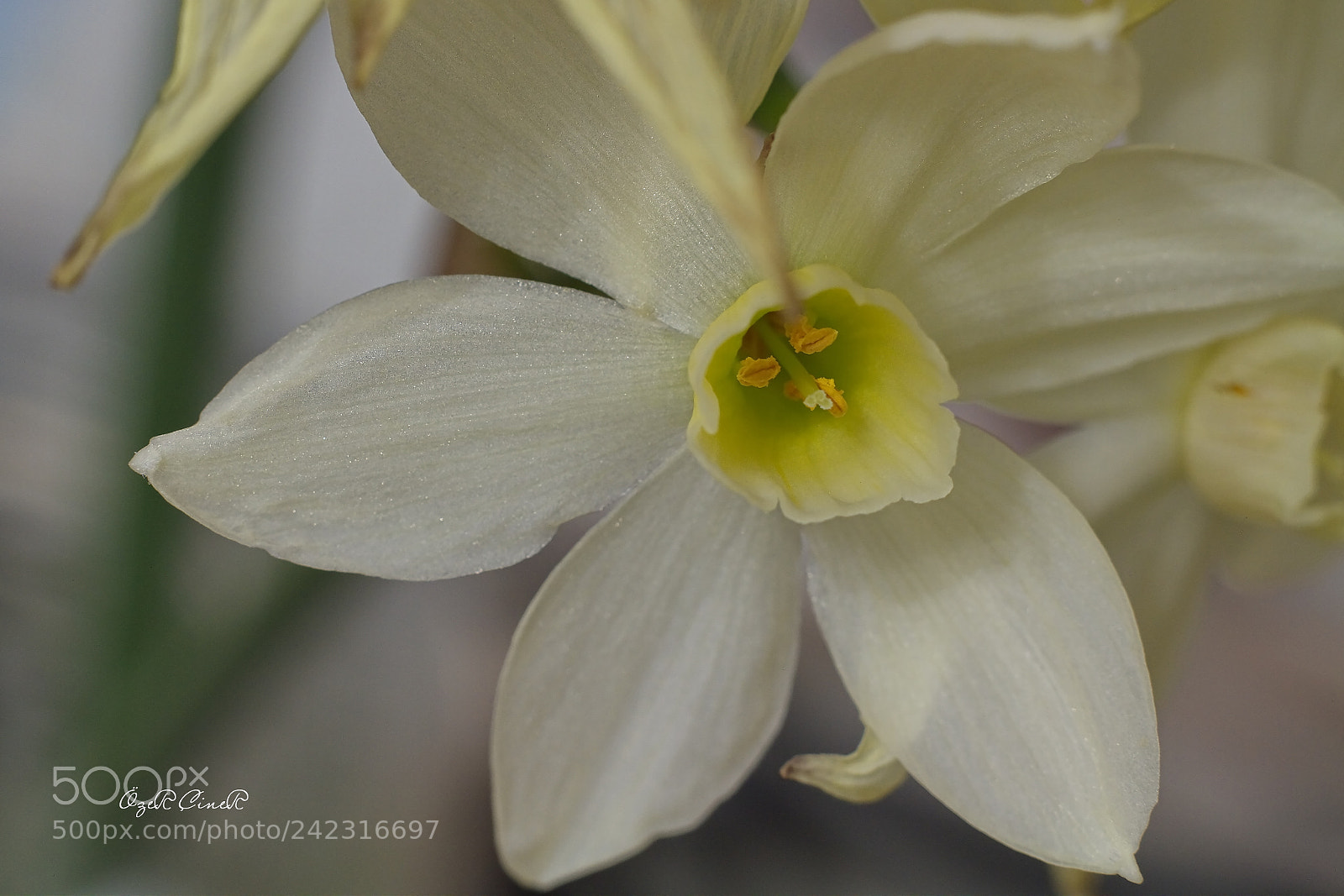 Canon EOS 7D + Canon EF 50mm F1.8 II sample photo. Narcissus (macro) - 2 photography
