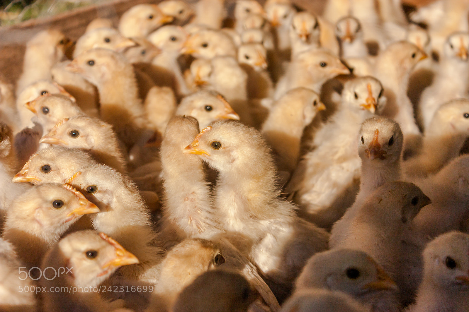 Canon EOS 450D (EOS Rebel XSi / EOS Kiss X2) sample photo. Baby chickens photography