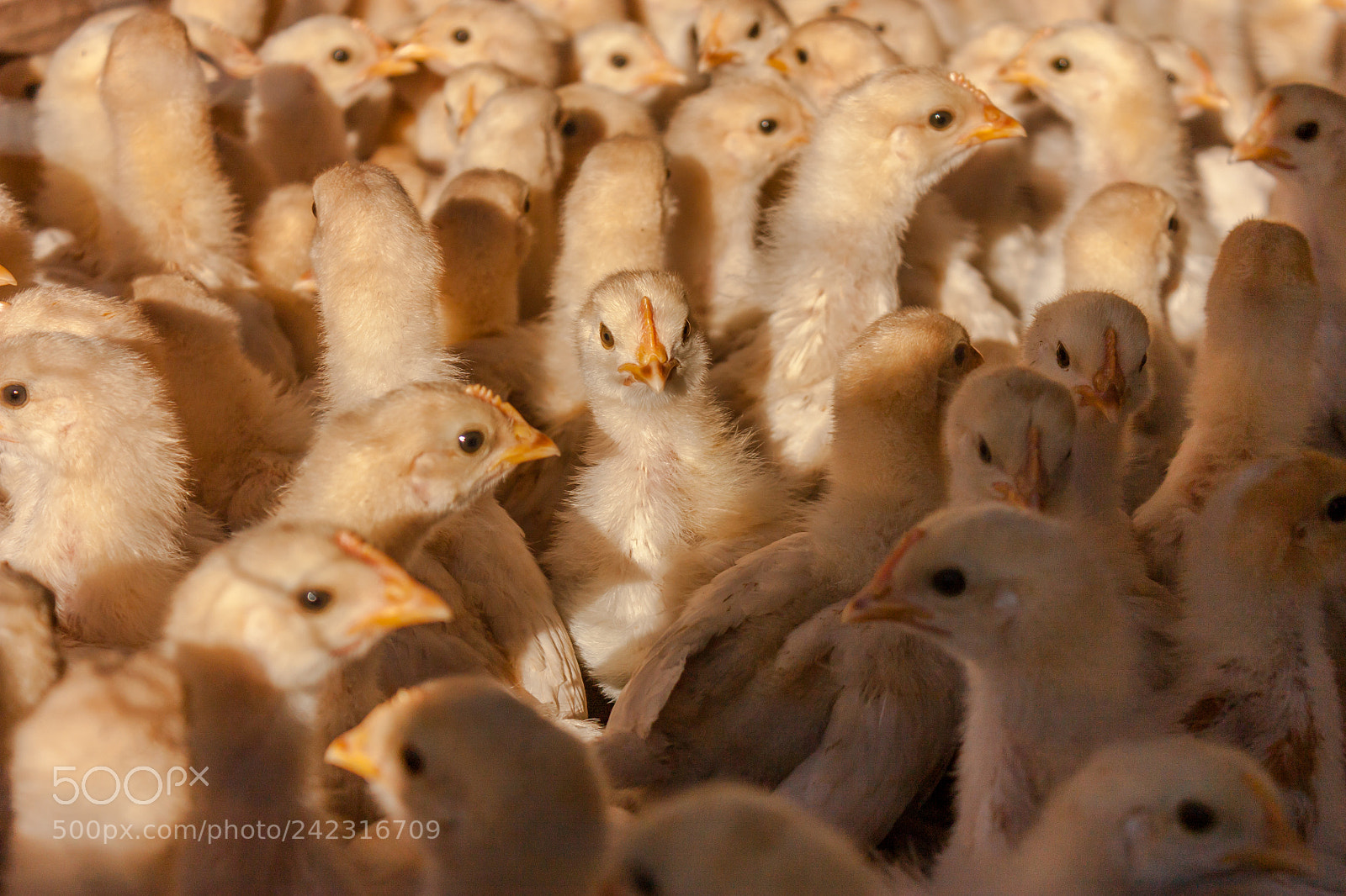 Canon EOS 450D (EOS Rebel XSi / EOS Kiss X2) sample photo. Baby chickens photography