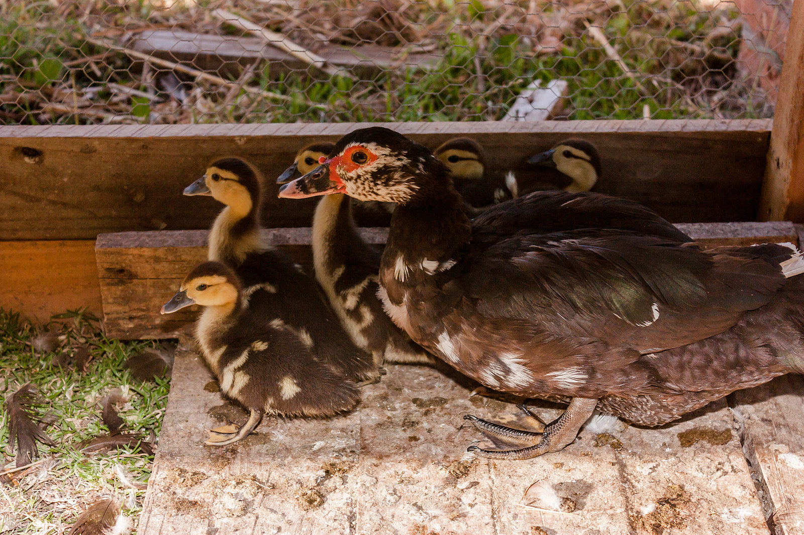 Canon EOS 450D (EOS Rebel XSi / EOS Kiss X2) sample photo. Family of ducks photography