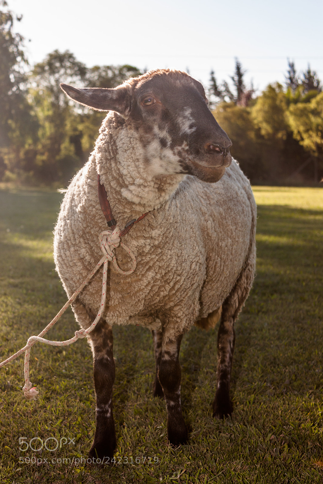 Canon EOS 450D (EOS Rebel XSi / EOS Kiss X2) sample photo. Sheep looking at the photography