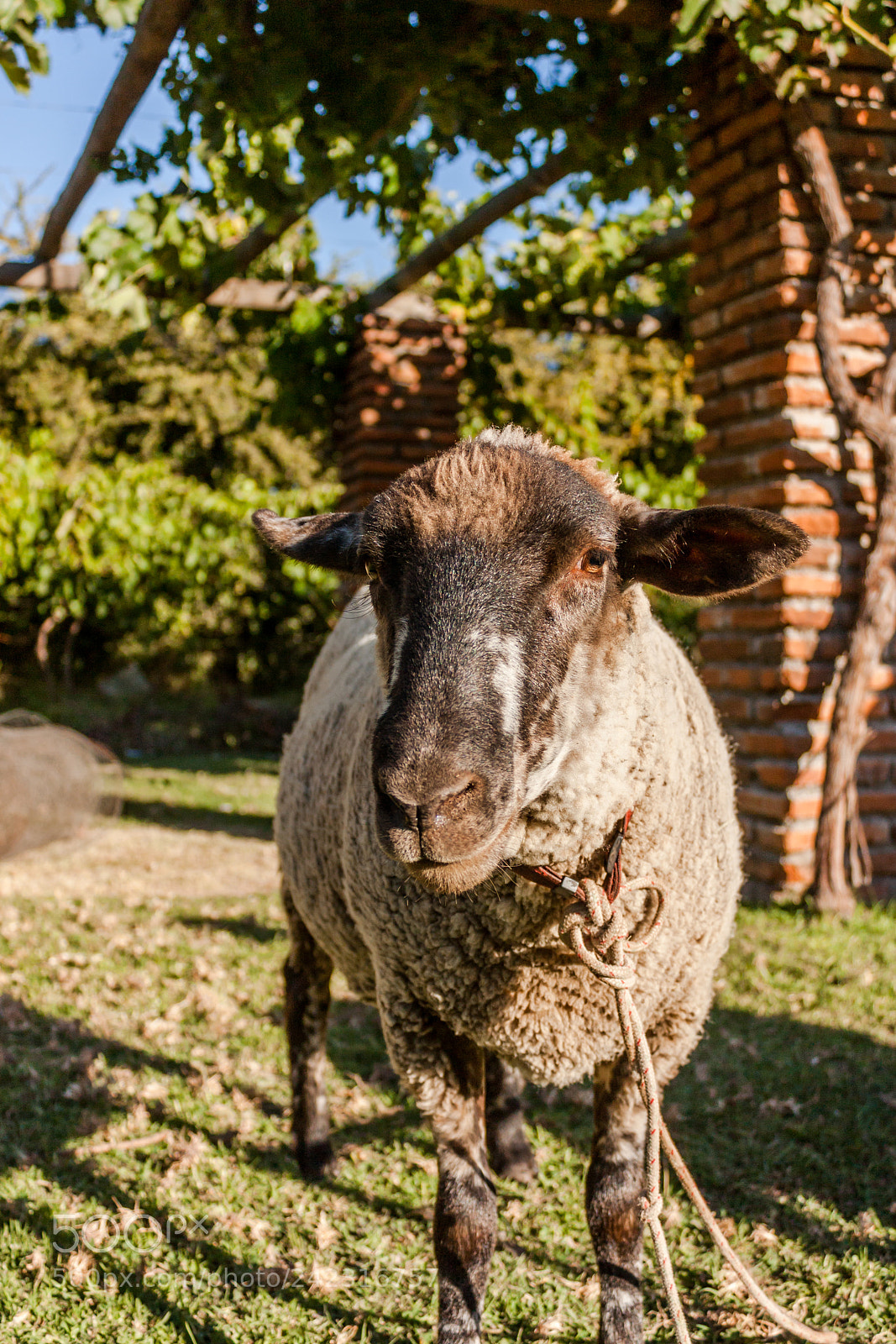 Canon EOS 450D (EOS Rebel XSi / EOS Kiss X2) sample photo. Sheep looking at the photography