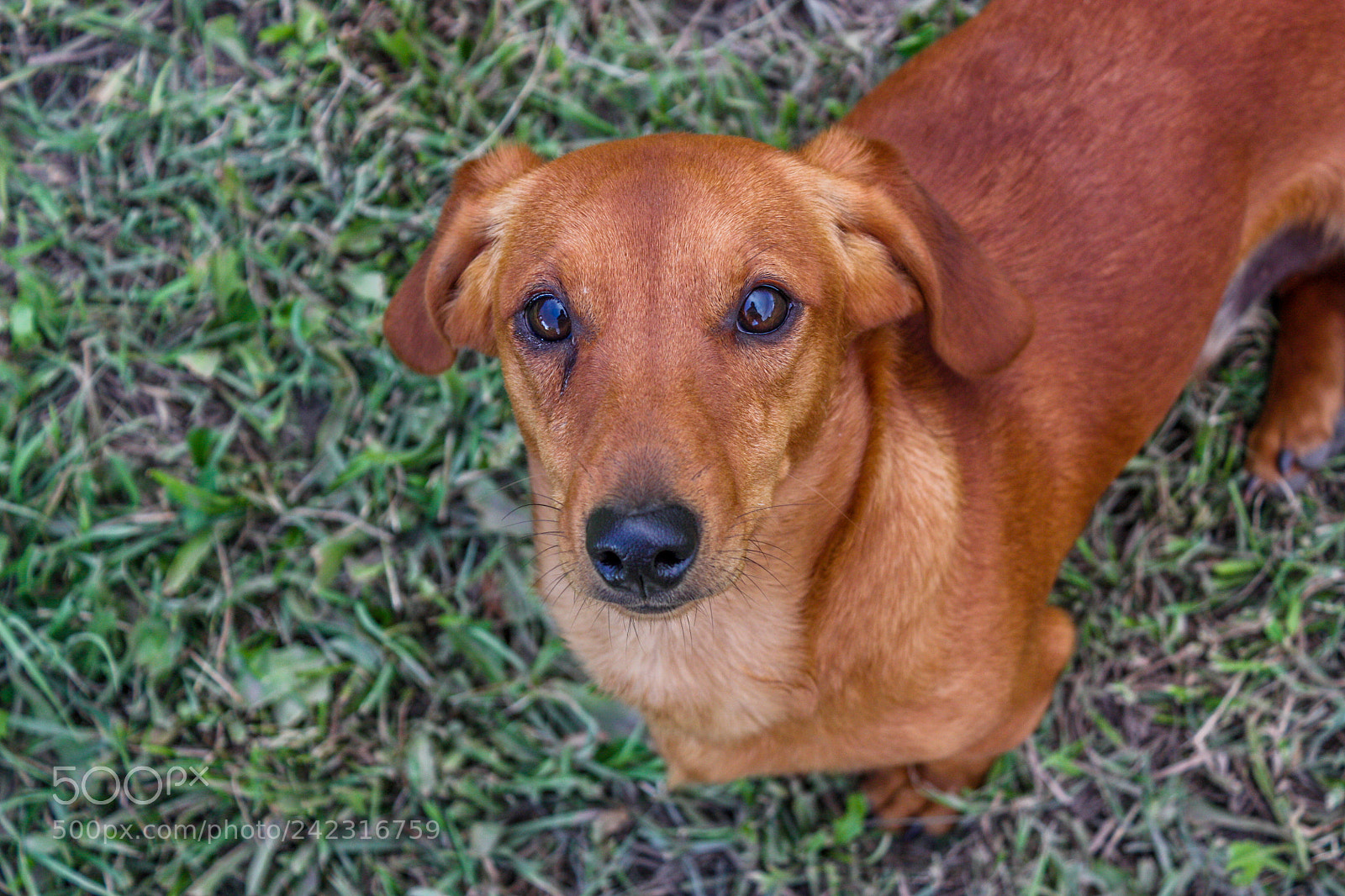 Canon EOS 450D (EOS Rebel XSi / EOS Kiss X2) sample photo. Dachshund dog looking the photography