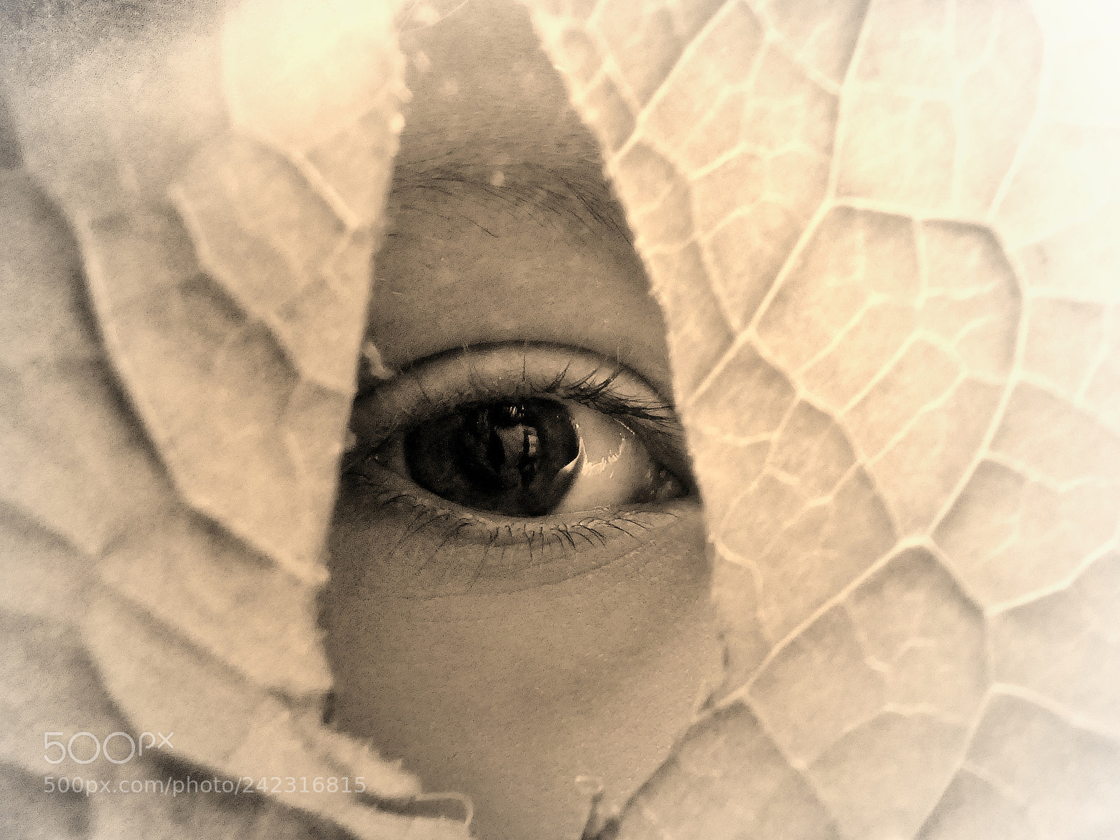 Panasonic Lumix DMC-FZ300 sample photo. Eye. photography