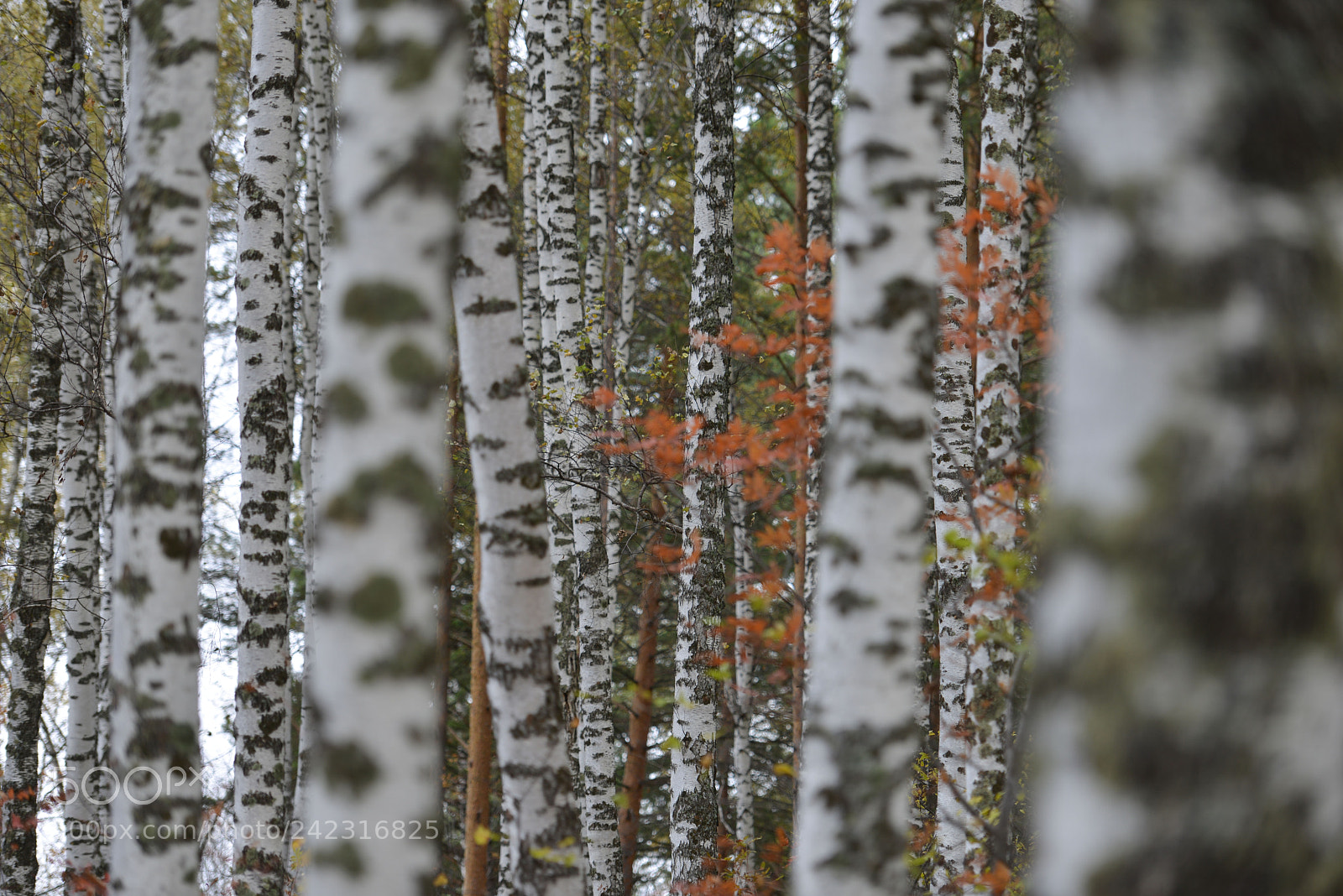 Nikon D800E sample photo. Altai photography