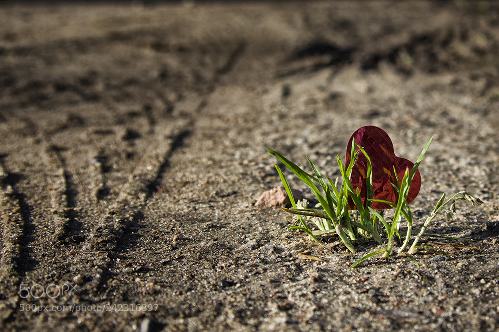 Pentax K-5 II sample photo. Ausgesetzt photography