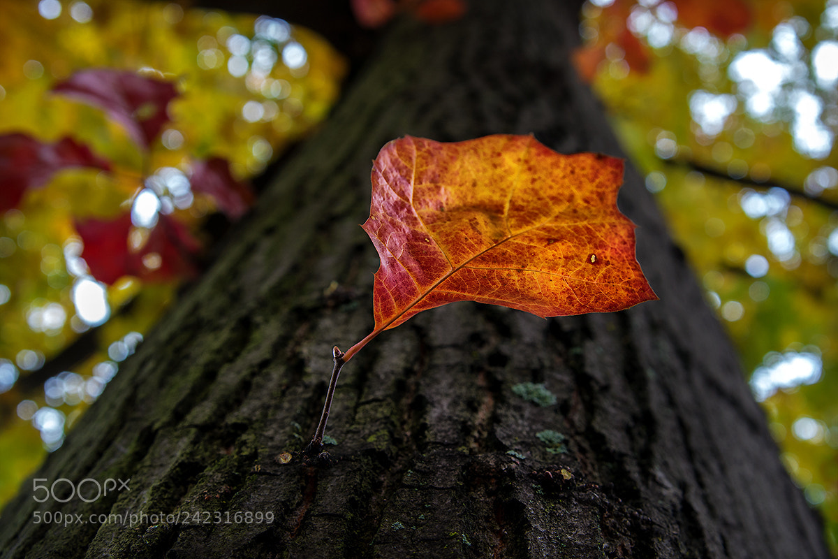 Pentax K-5 II sample photo. Direktblatt photography