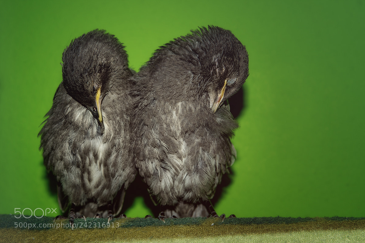 Pentax K-5 II sample photo. Müdchen-tüdchen photography