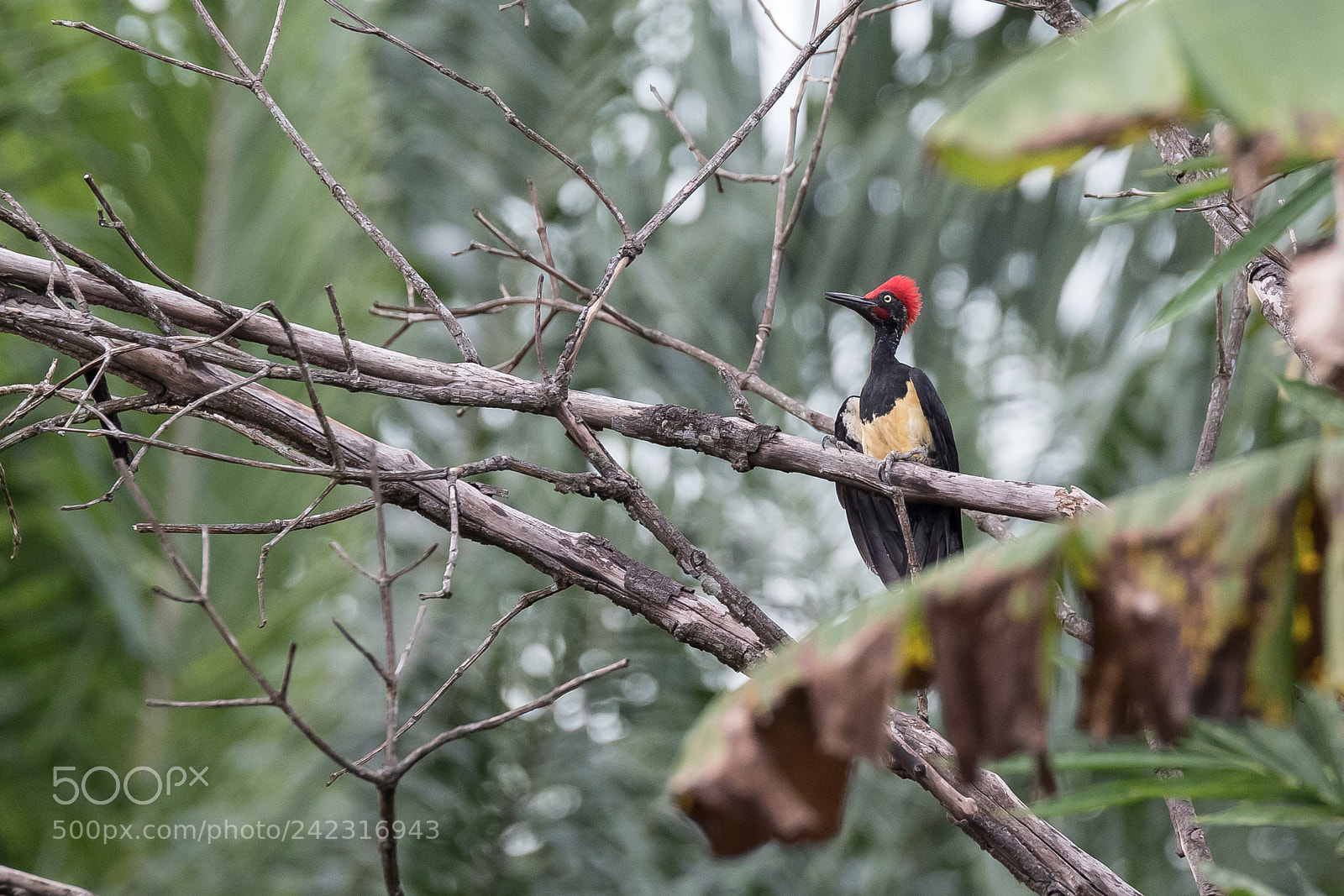 Canon EOS 7D Mark II sample photo. White-bellied woodpecker photography