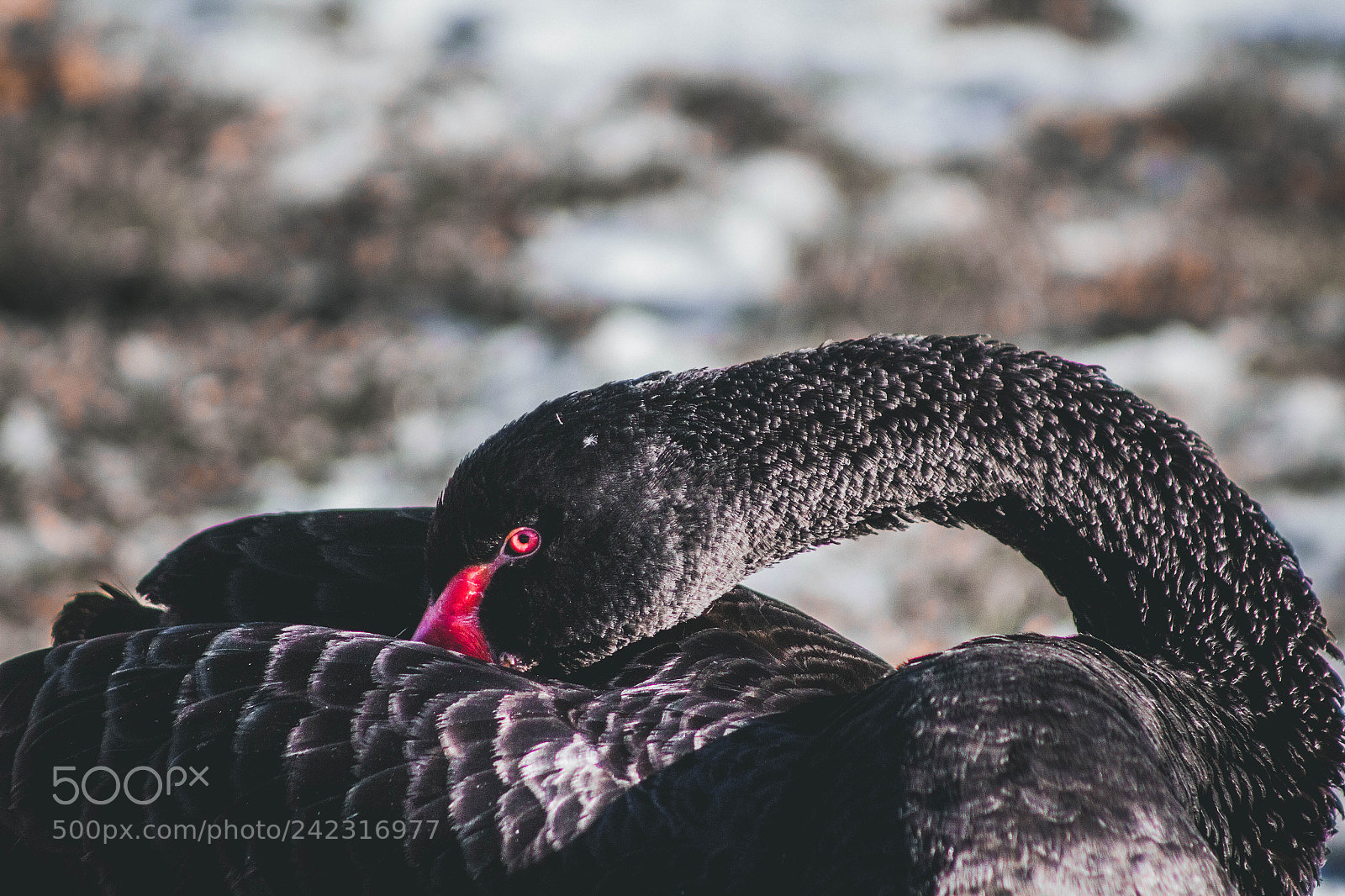 Canon EOS 1200D (EOS Rebel T5 / EOS Kiss X70 / EOS Hi) sample photo. Black swan photography