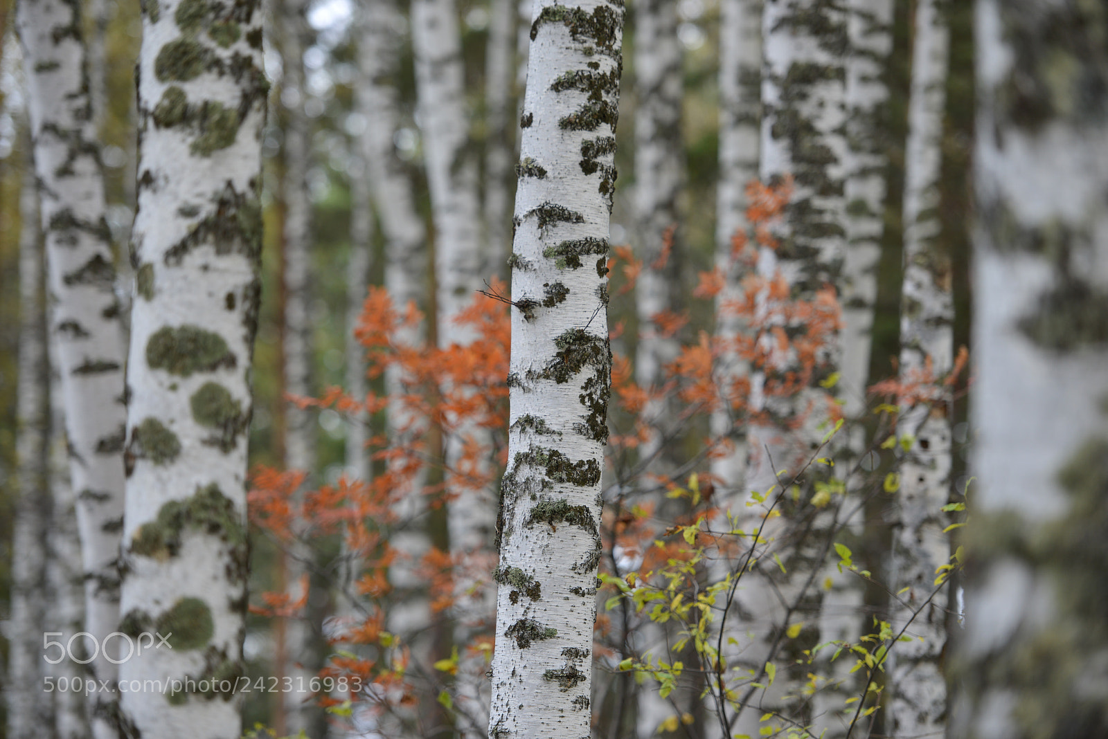 Nikon D800E sample photo. Altai photography