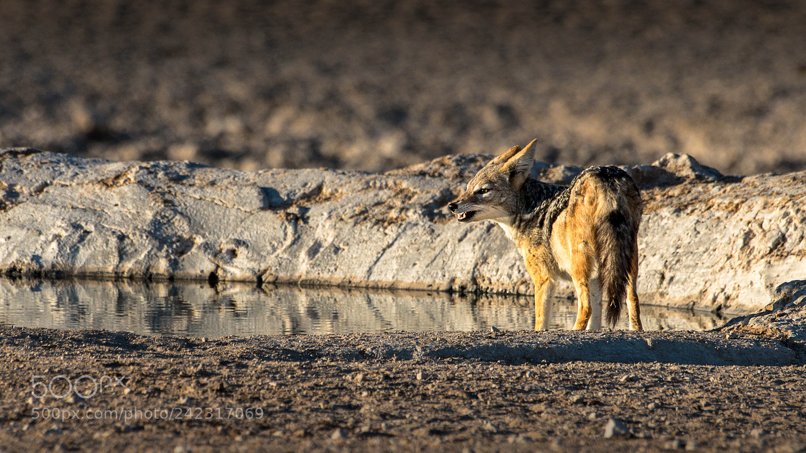 Pentax K-5 II sample photo. Jackal photography