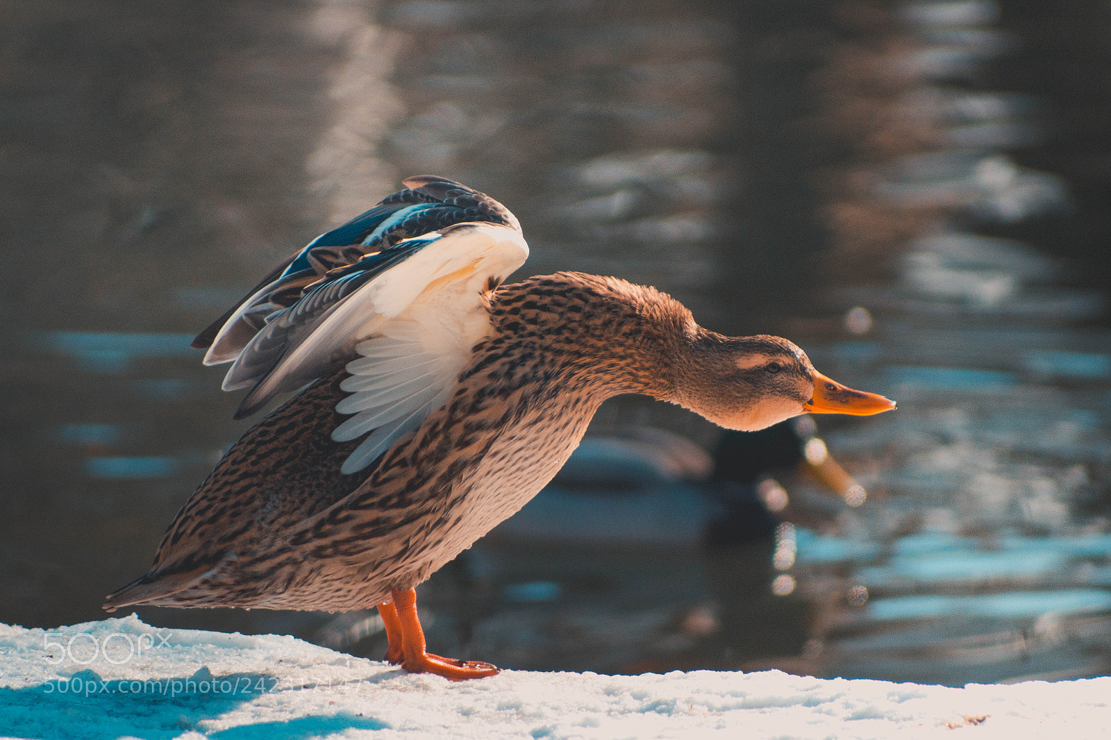 Canon EOS 1200D (EOS Rebel T5 / EOS Kiss X70 / EOS Hi) sample photo. Duck photography