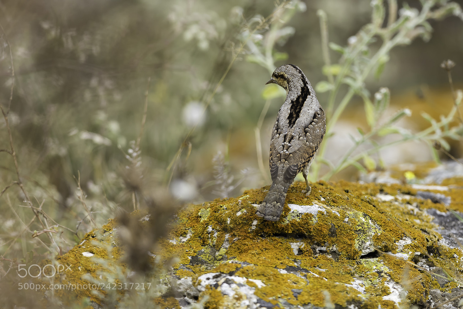 Canon EOS-1D X sample photo. Torcol fourmilier photography