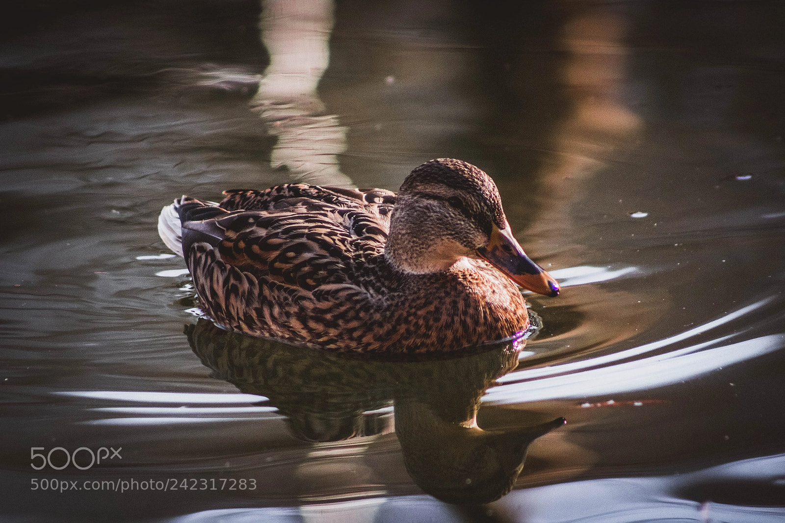 Canon EOS 1200D (EOS Rebel T5 / EOS Kiss X70 / EOS Hi) sample photo. Duck photography