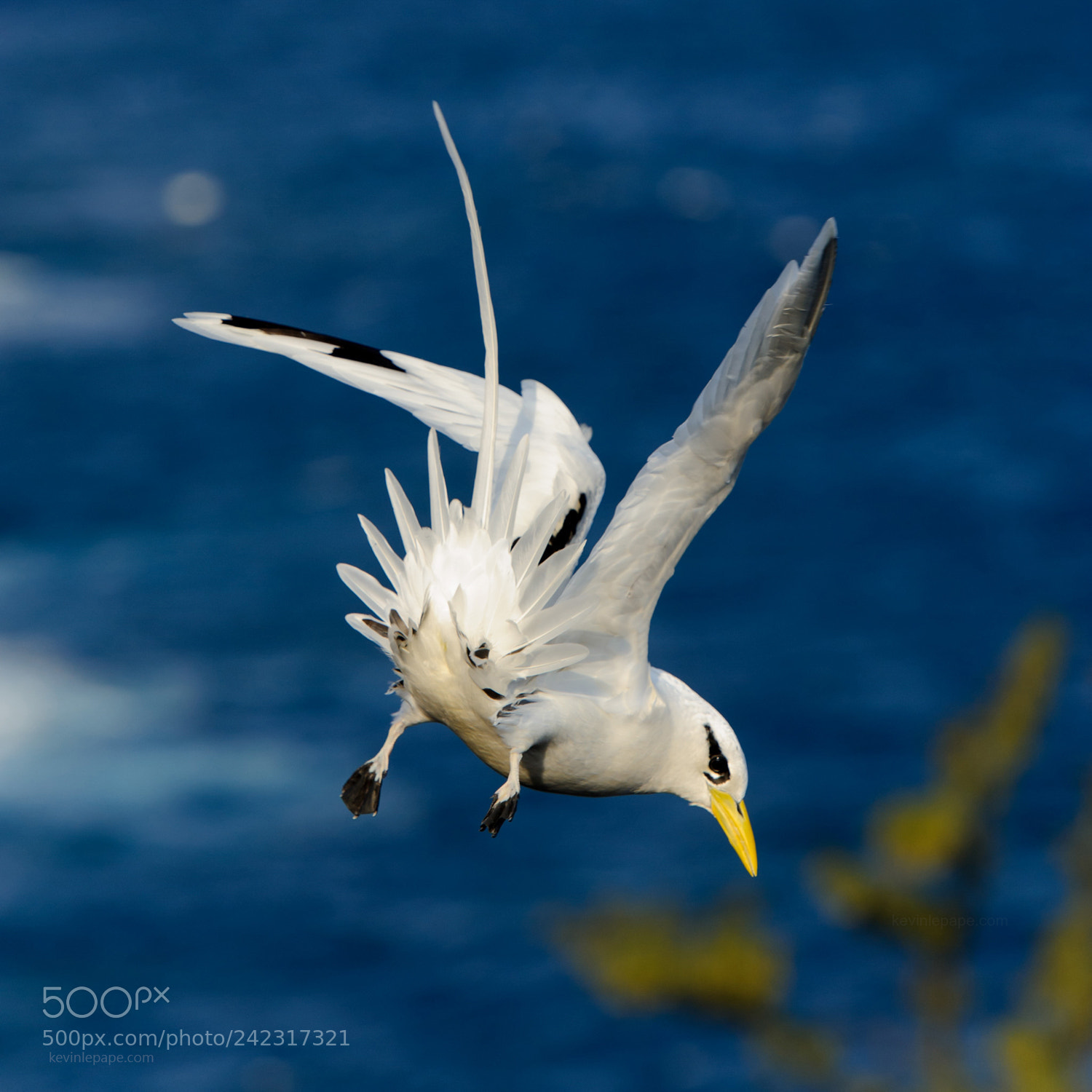 Nikon D3S sample photo. White-tailed tropicbird photography