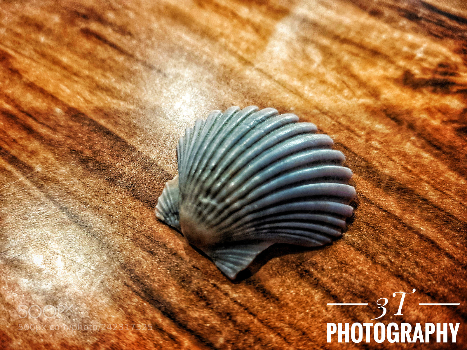 Samsung Galaxy S8+ sample photo. We shell sea...... photography