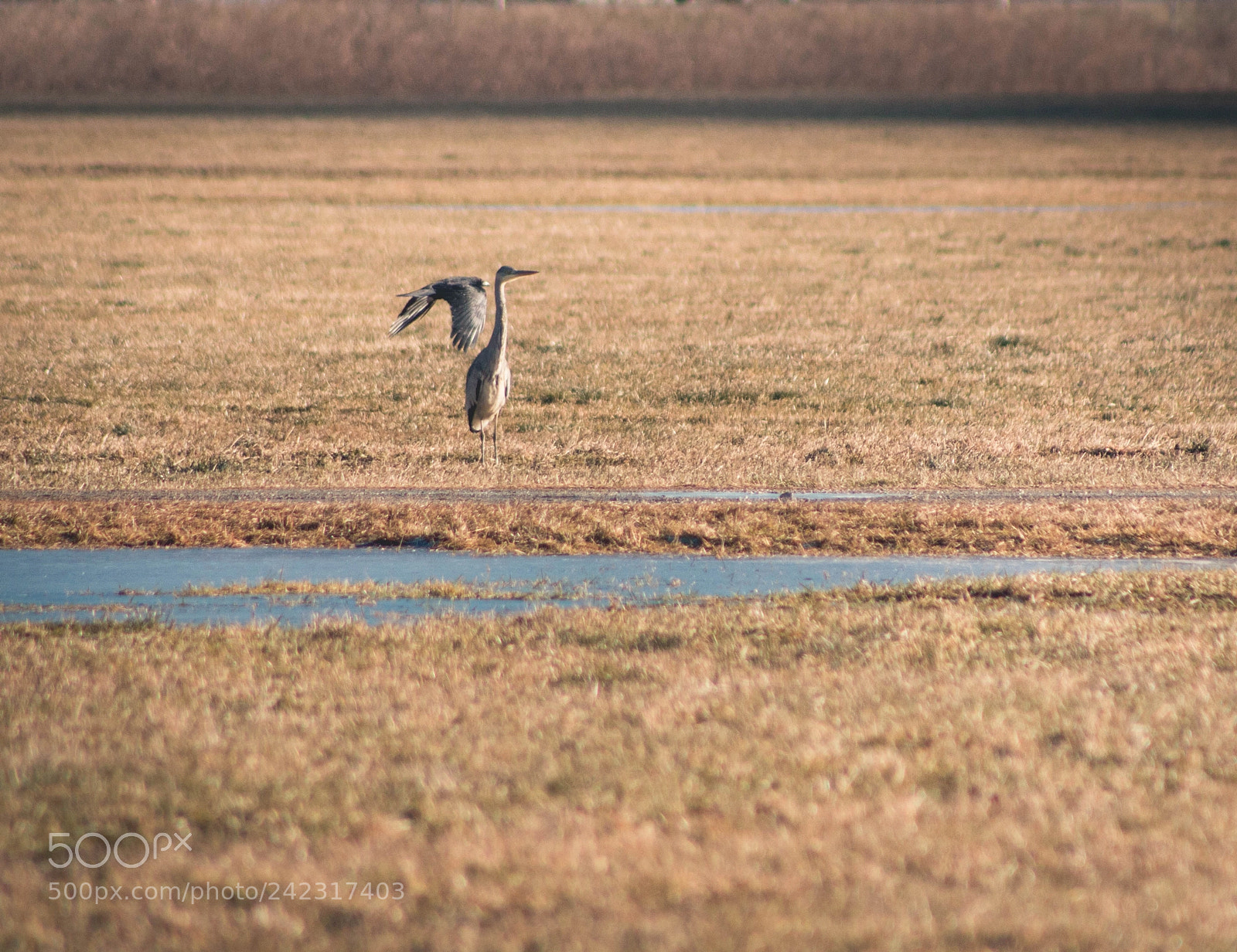 Canon EOS 1200D (EOS Rebel T5 / EOS Kiss X70 / EOS Hi) sample photo. Grey heron & raven photography