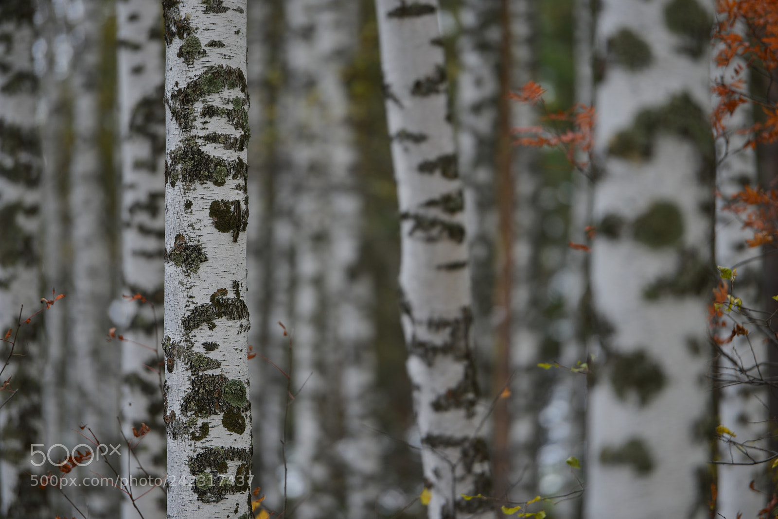 Nikon D800E sample photo. Altai photography
