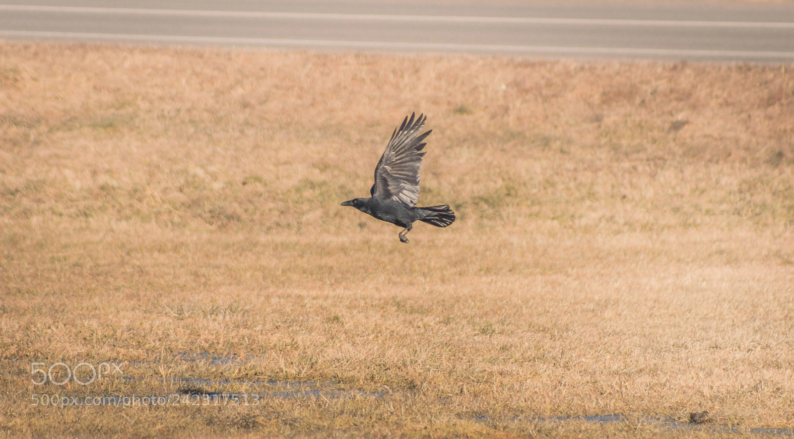 Canon EOS 1200D (EOS Rebel T5 / EOS Kiss X70 / EOS Hi) sample photo. Raven photography