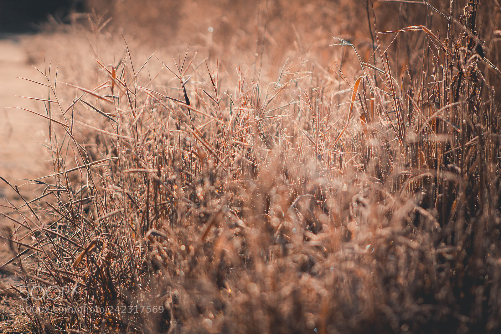 Canon EOS 1200D (EOS Rebel T5 / EOS Kiss X70 / EOS Hi) sample photo. Frozen reed photography