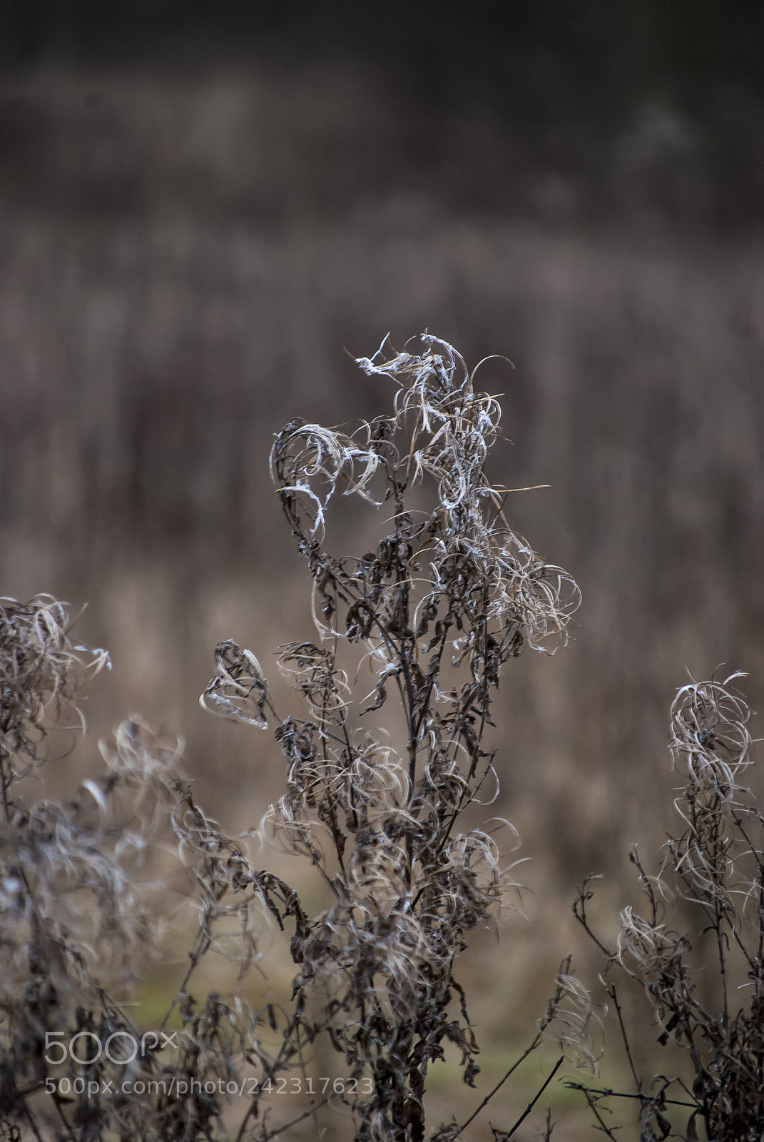 Nikon D80 sample photo. 13.01.2018.jpg photography