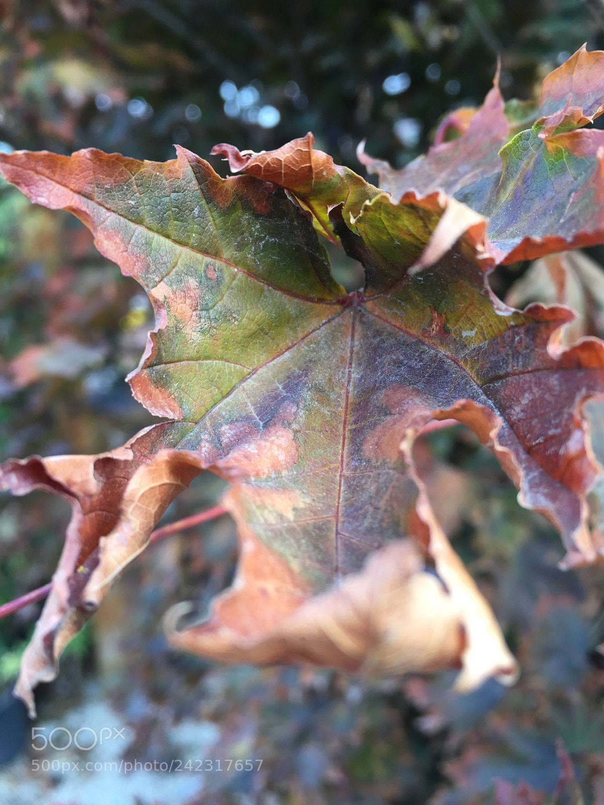 Apple iPhone 6 sample photo. Untitled photography
