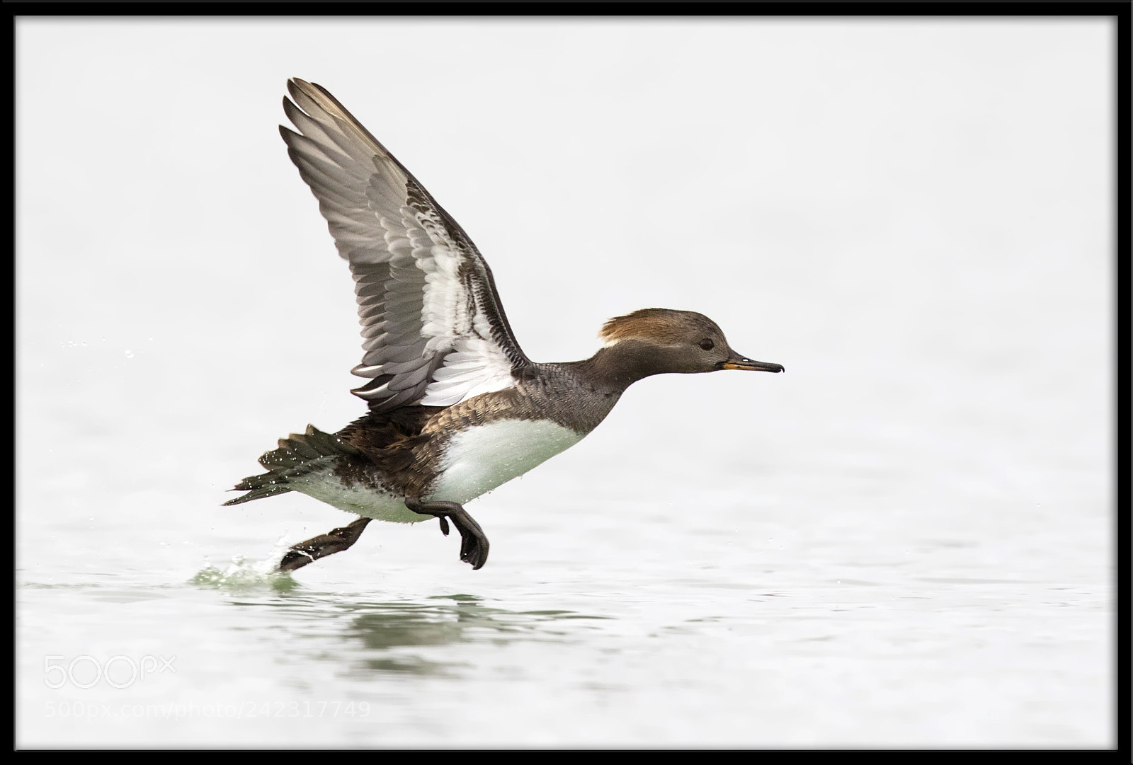 Canon EOS 7D Mark II sample photo. Hooded merganser photography