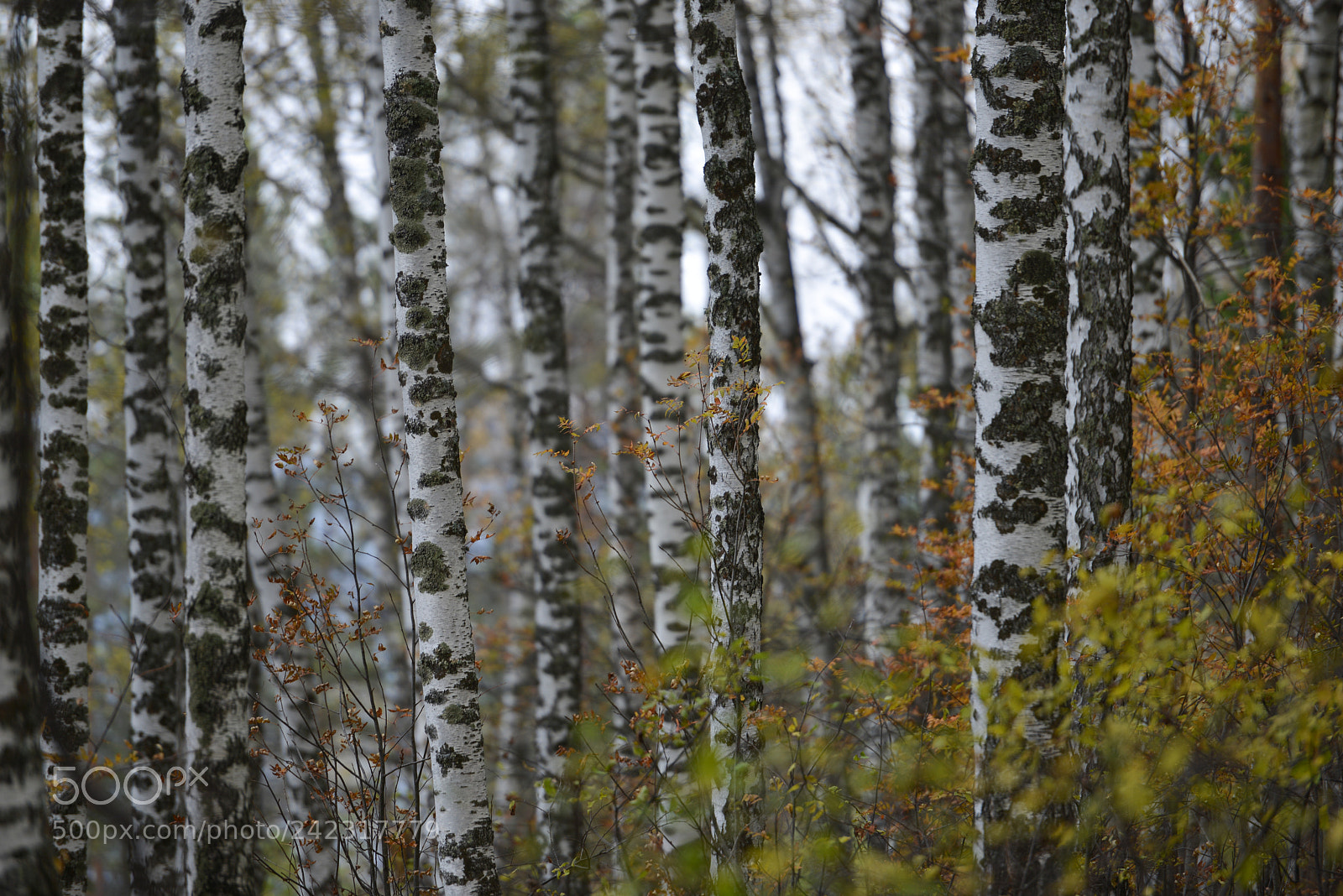 Nikon D800E sample photo. Altai photography