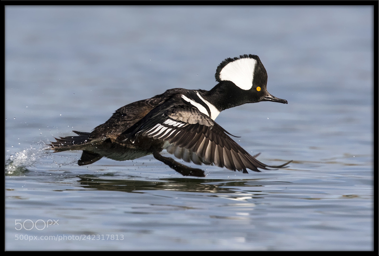 Canon EOS 7D Mark II sample photo. Hooded merganser photography