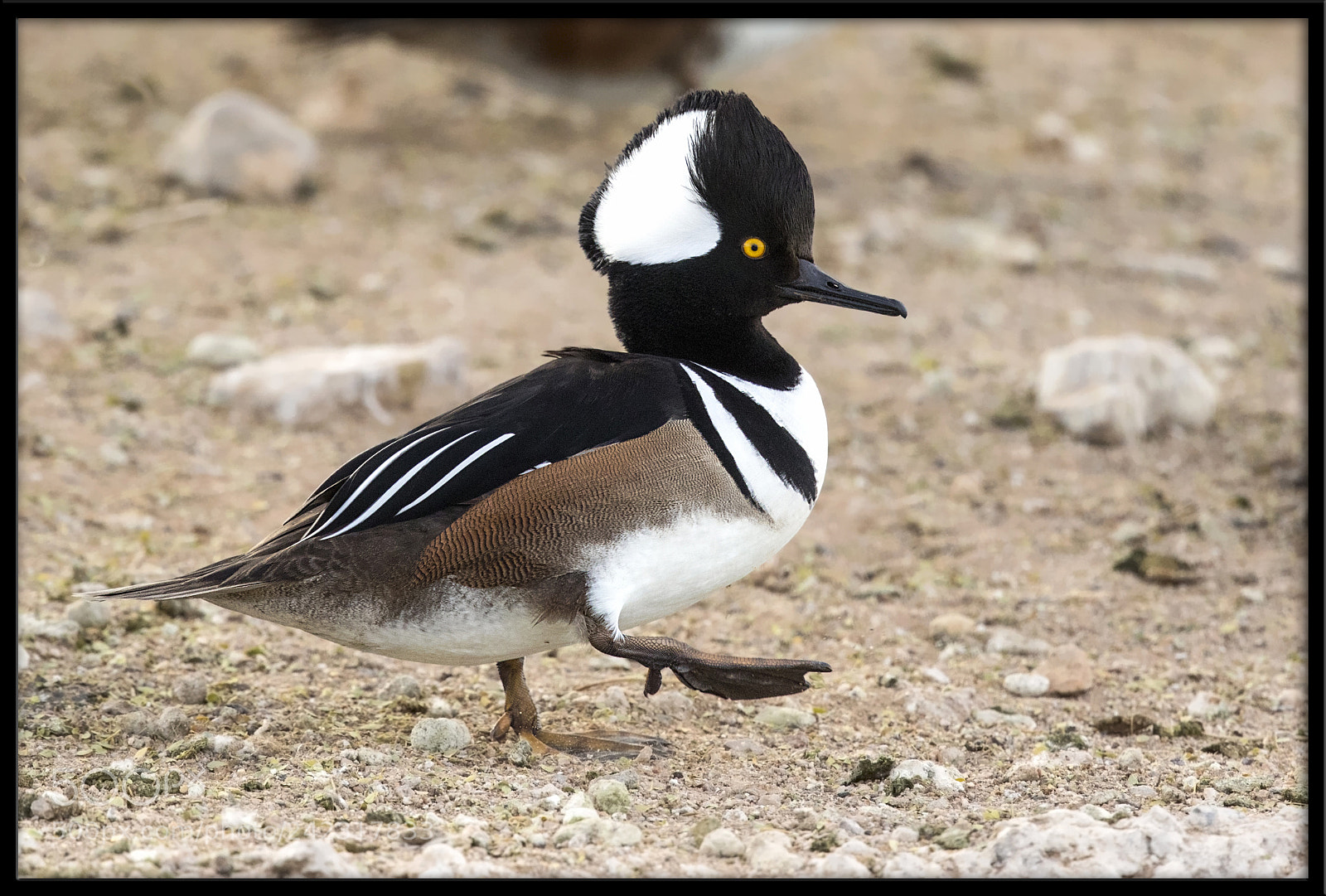 Canon EOS 7D Mark II sample photo. Hooded merganser photography
