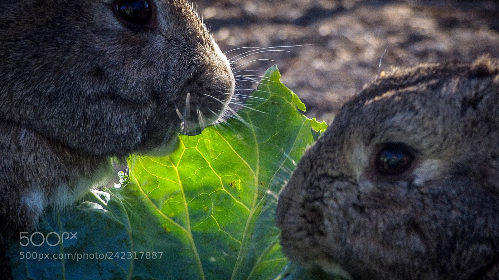Olympus OM-D E-M10 II sample photo. Ώρα για λάχανα photography