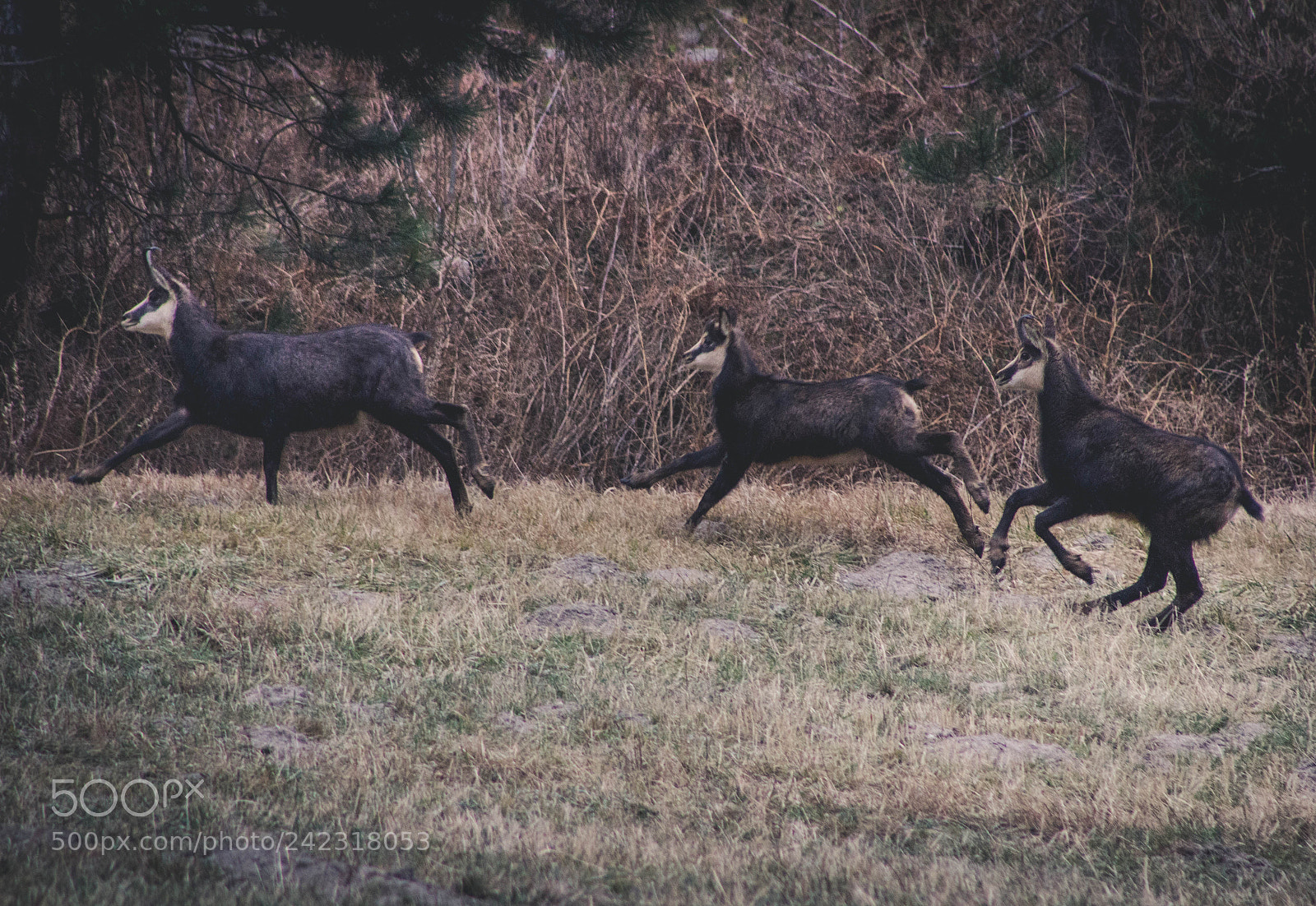Canon EOS 1200D (EOS Rebel T5 / EOS Kiss X70 / EOS Hi) sample photo. Wild ibex photography