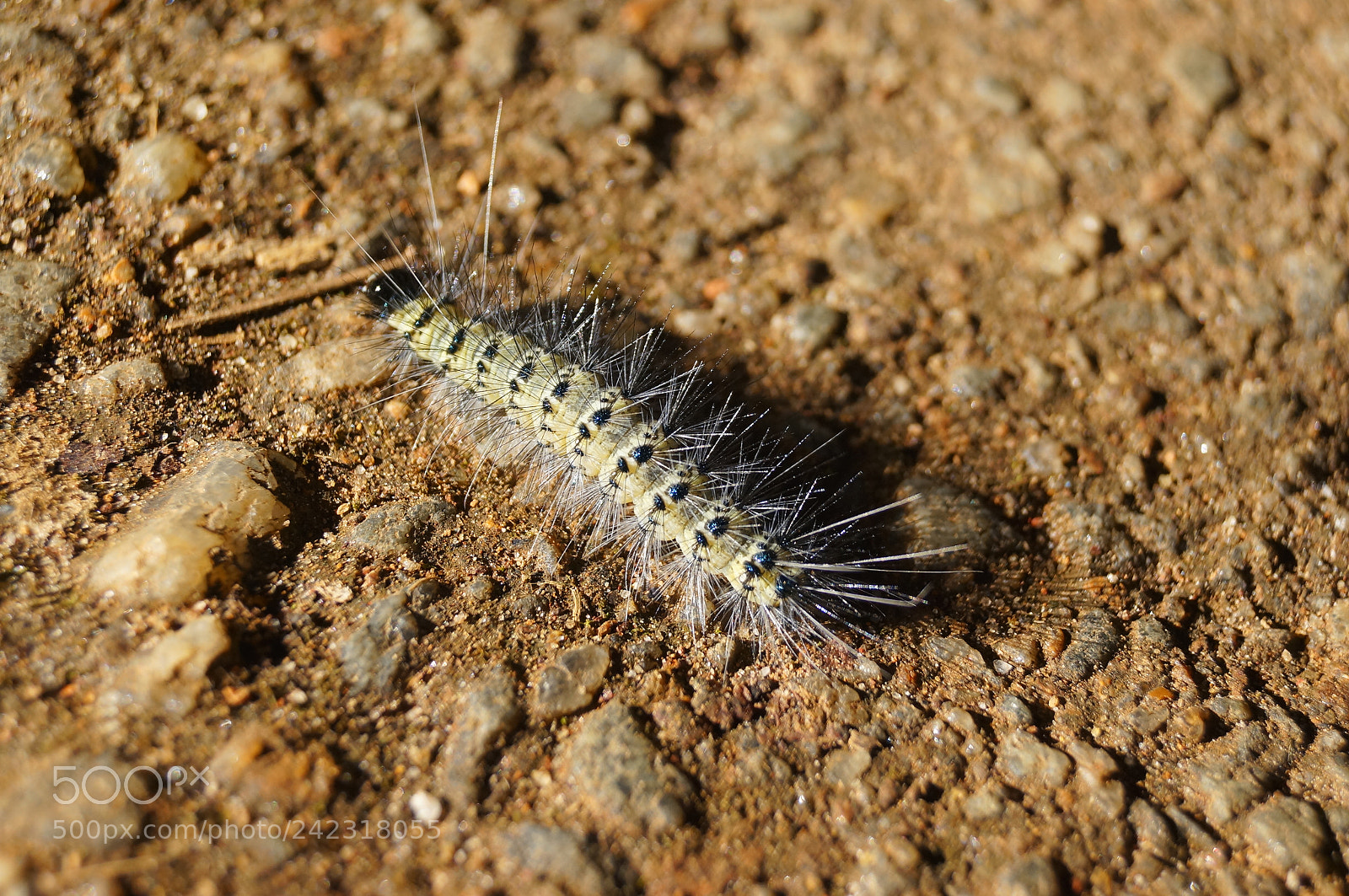 Sony SLT-A57 sample photo. A catepillar creaping away photography