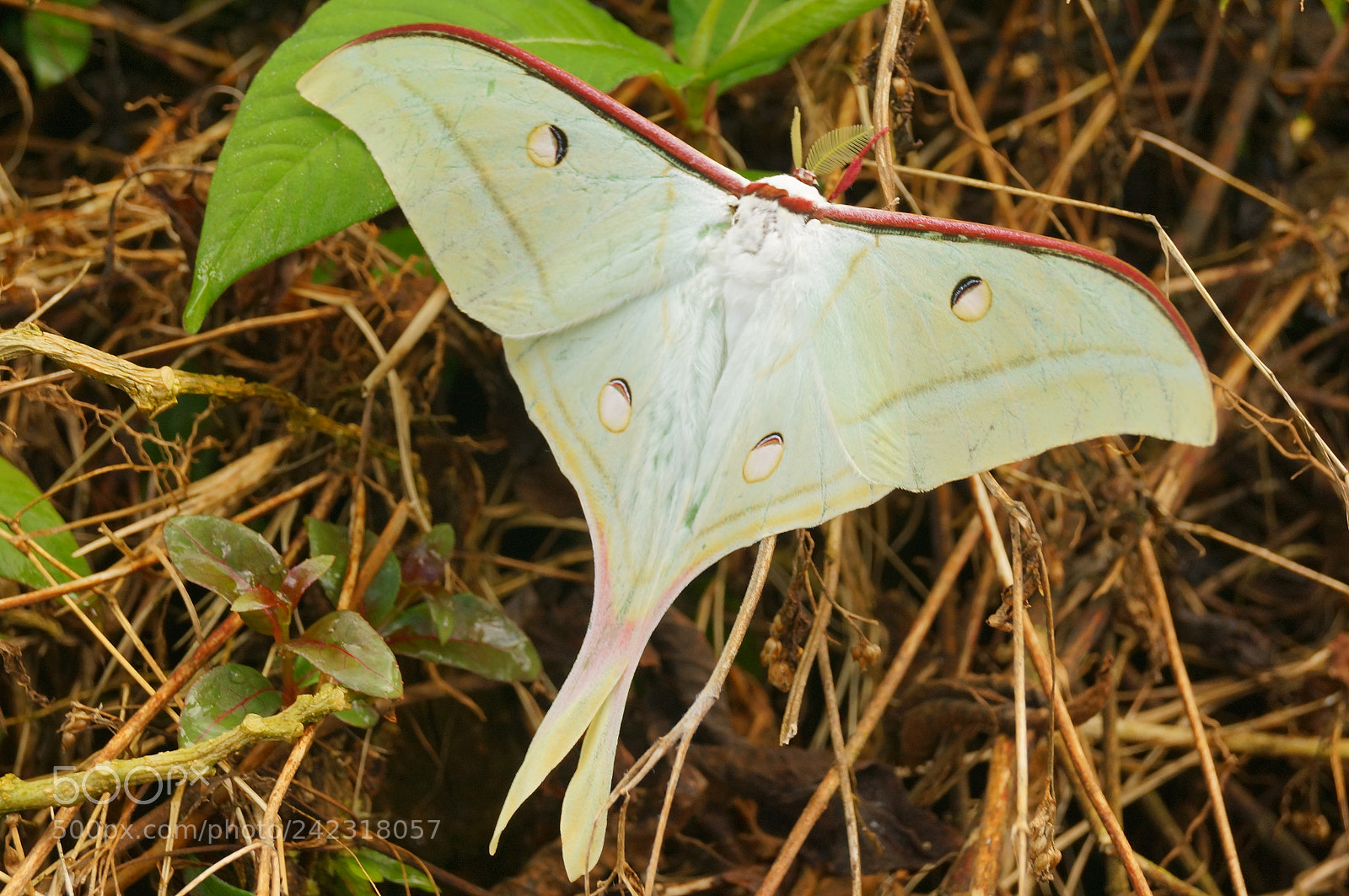 Sony SLT-A57 sample photo. A moth stading still photography