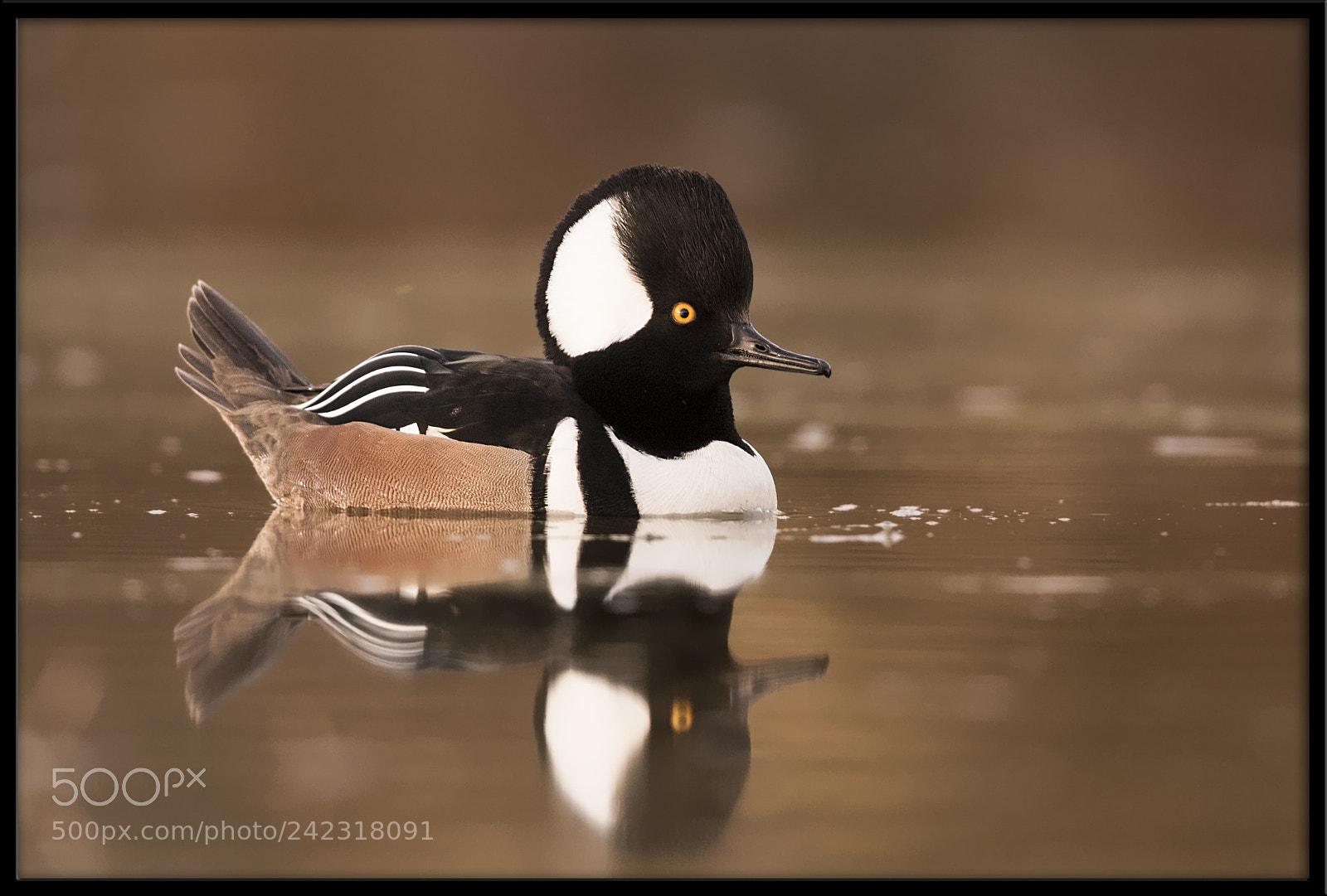 Canon EOS 7D Mark II sample photo. Hooded merganser photography