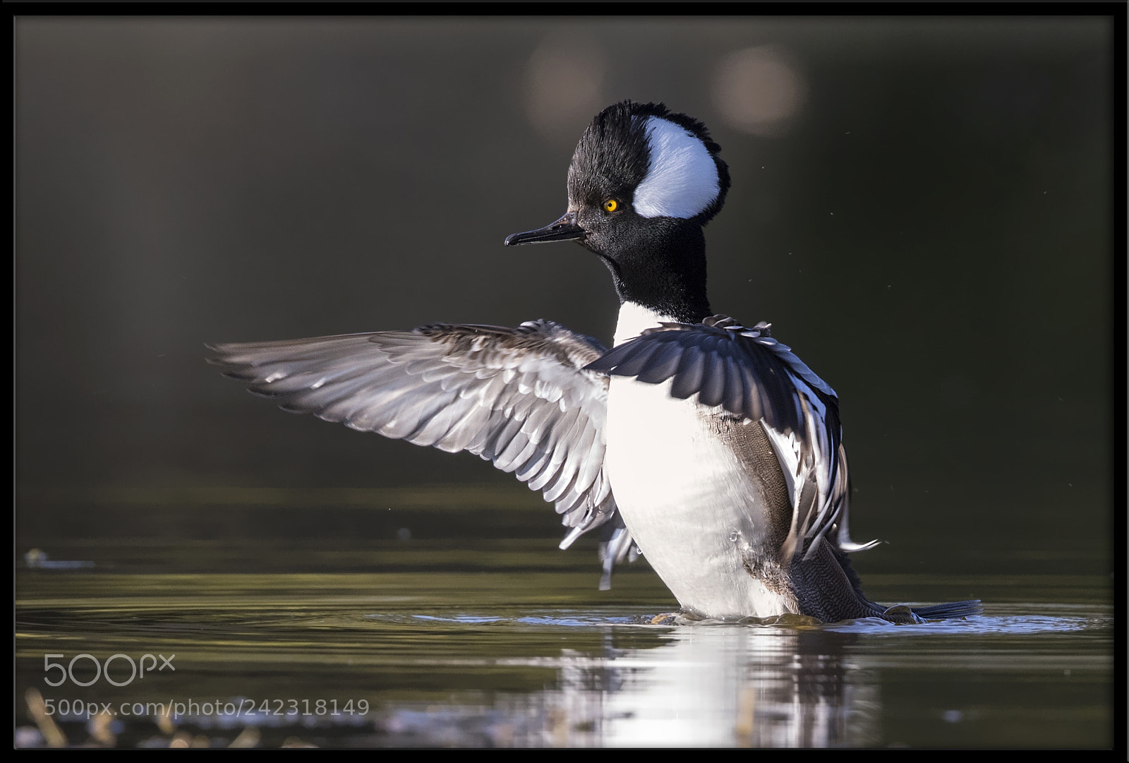 Canon EOS 7D Mark II sample photo. Hooded merganser photography
