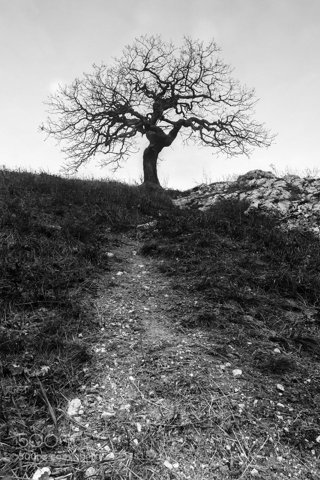 Canon EOS 7D Mark II sample photo. Lonely tree photography