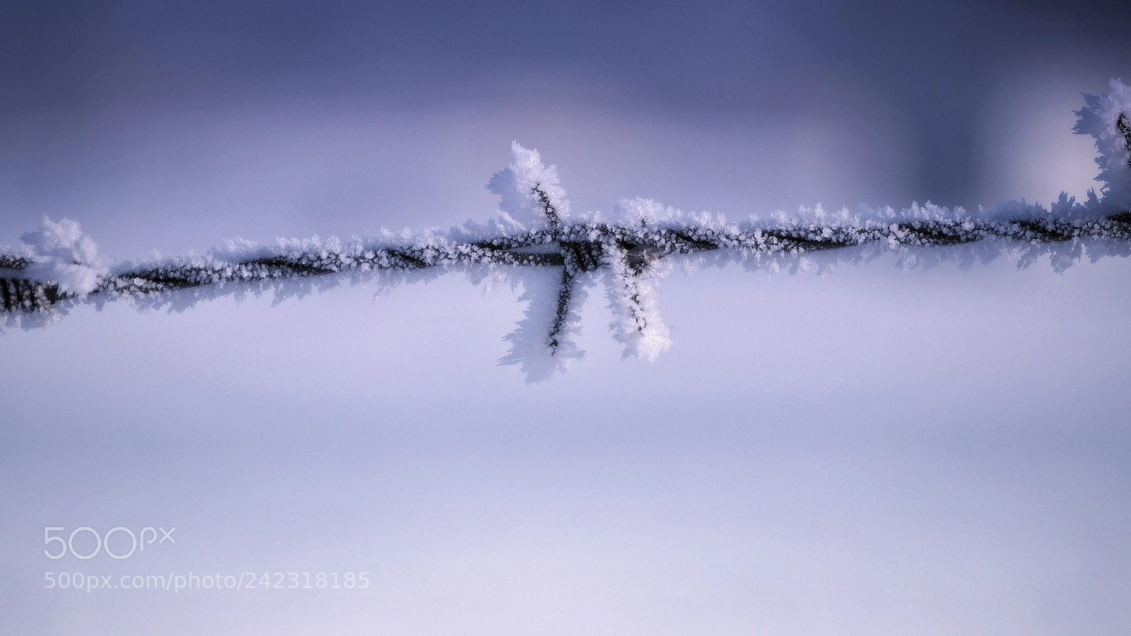 Olympus OM-D E-M10 sample photo. Magical winter ii photography