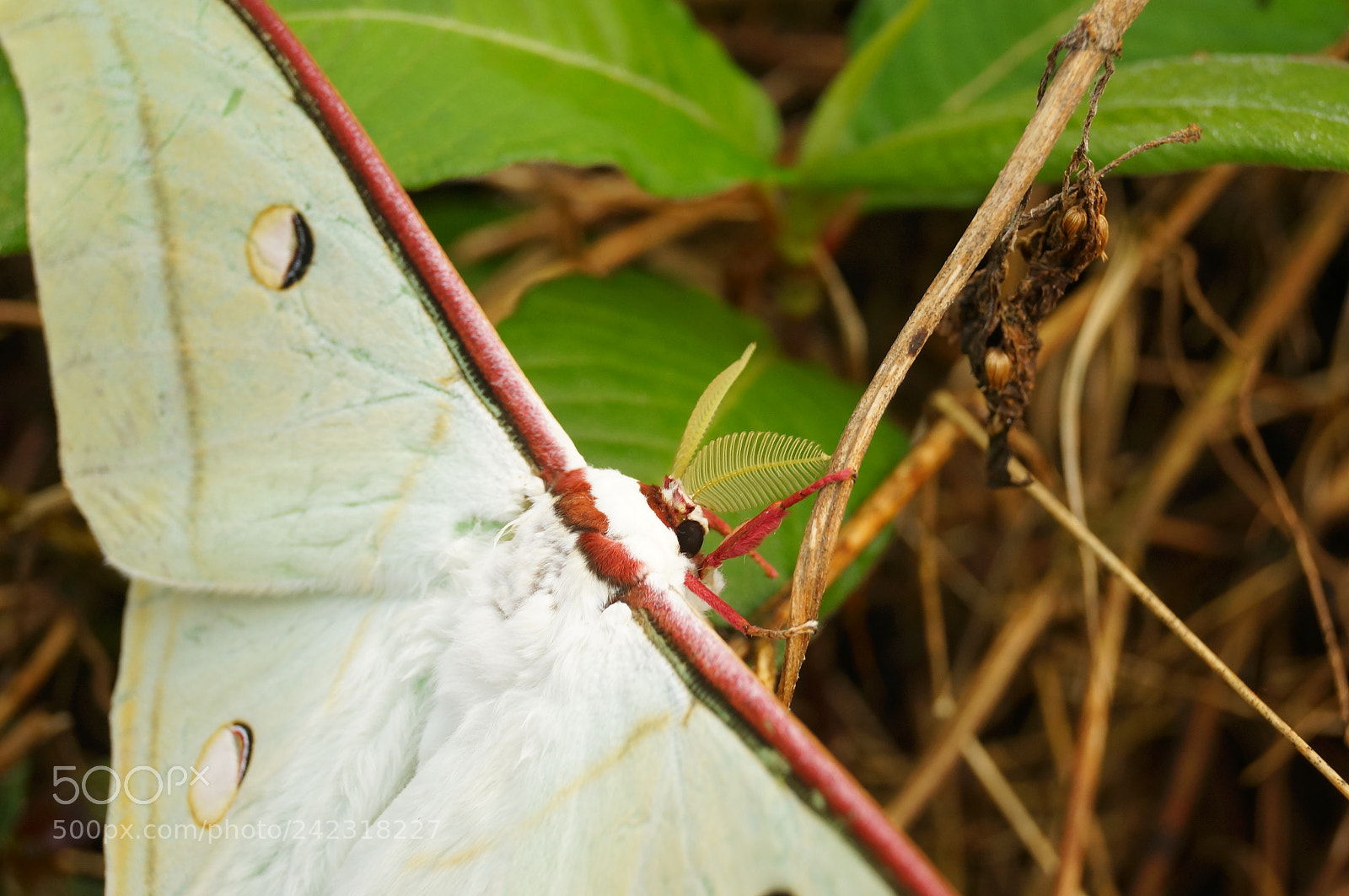 Sony SLT-A57 sample photo. A moth stading still photography