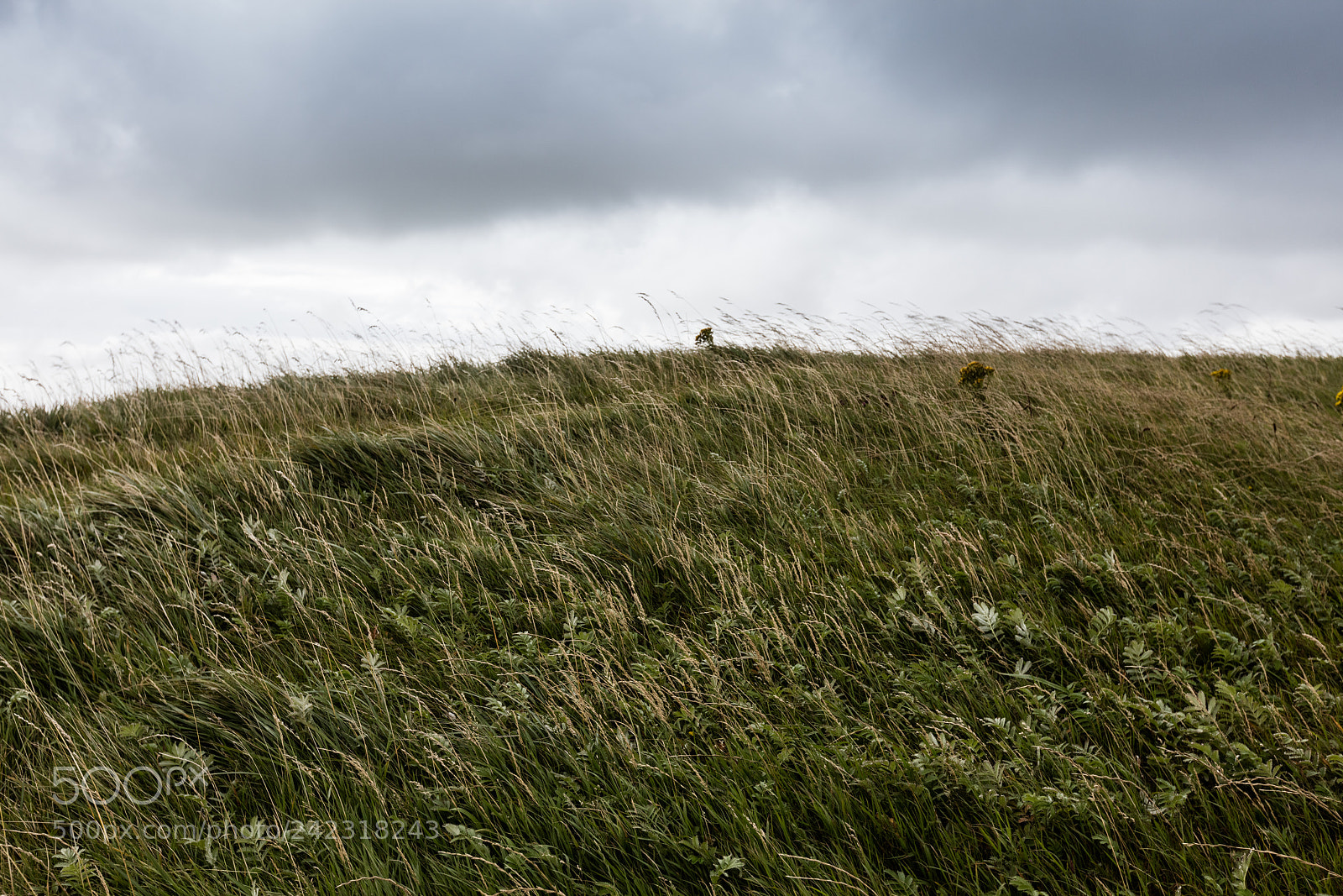 Canon EOS 5DS R sample photo. Meadow in ireland photography